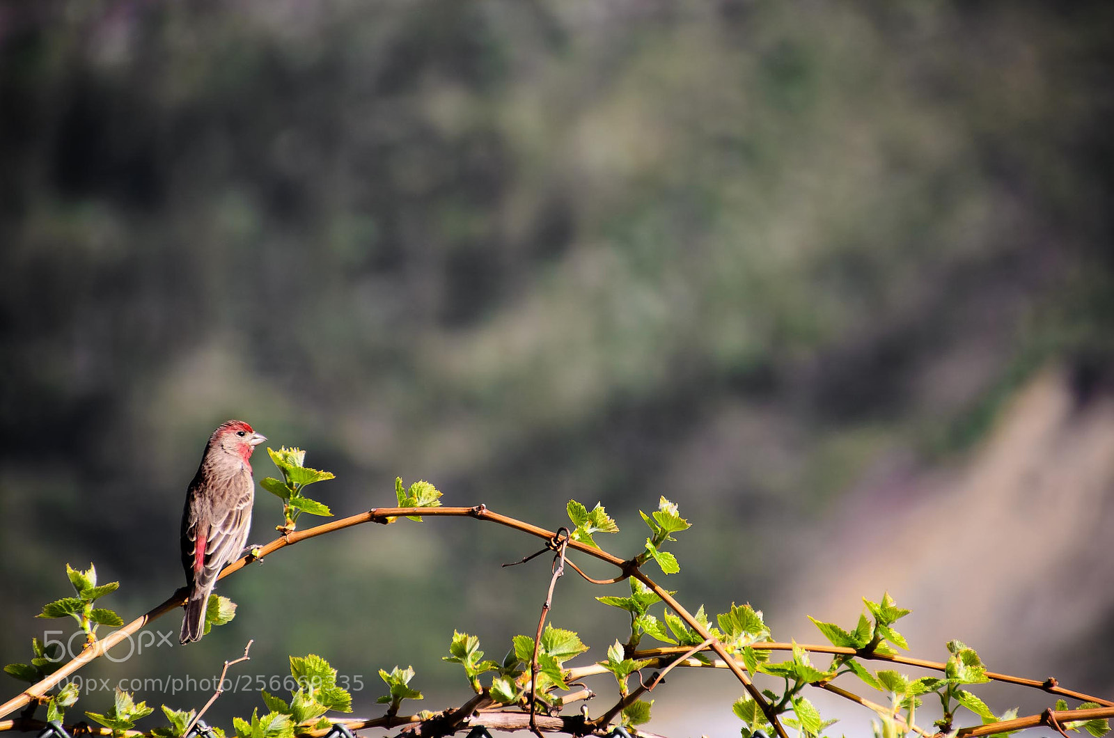 Nikon D5100 sample photo. Lookout photography