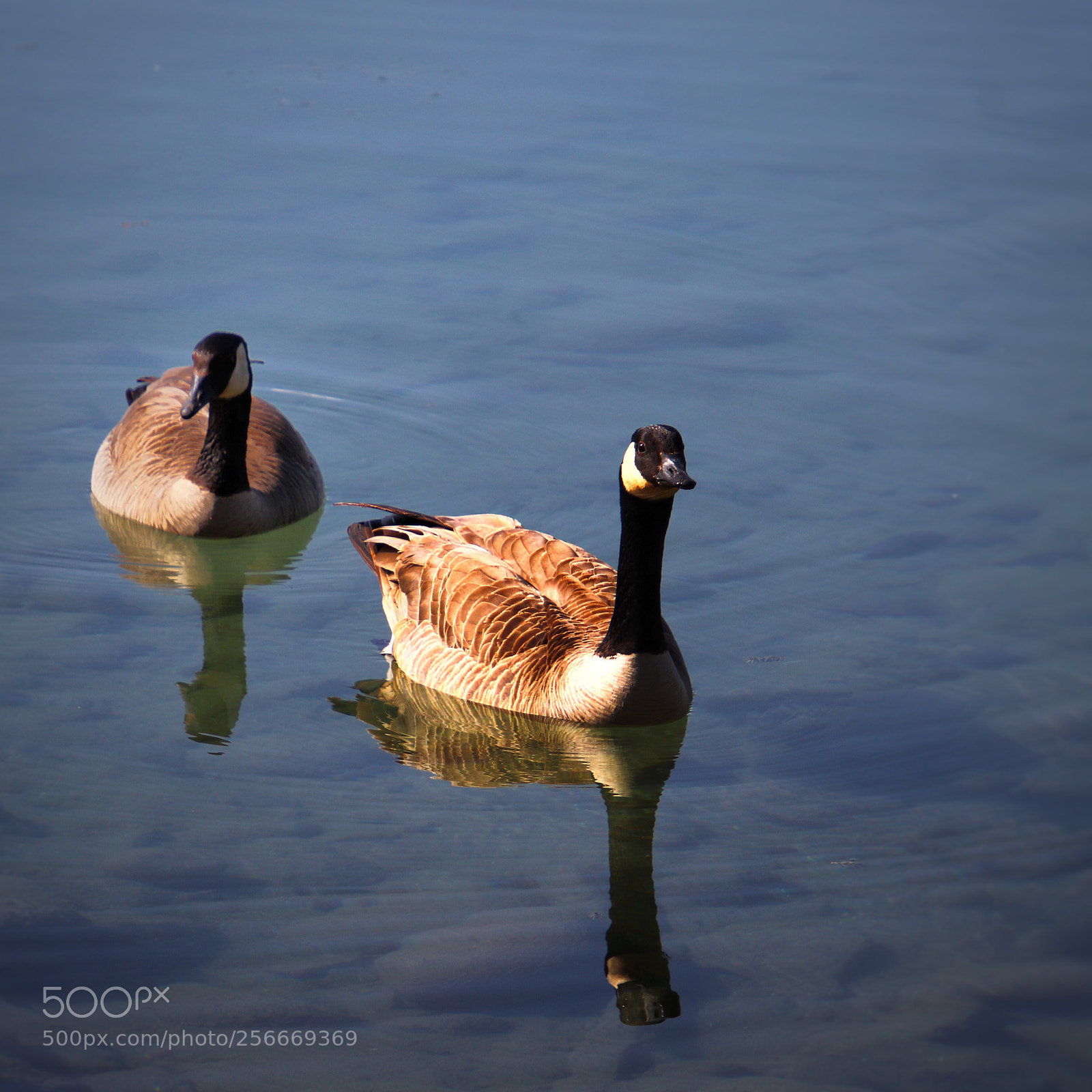 Canon EOS 800D (EOS Rebel T7i / EOS Kiss X9i) sample photo. A pair of love photography