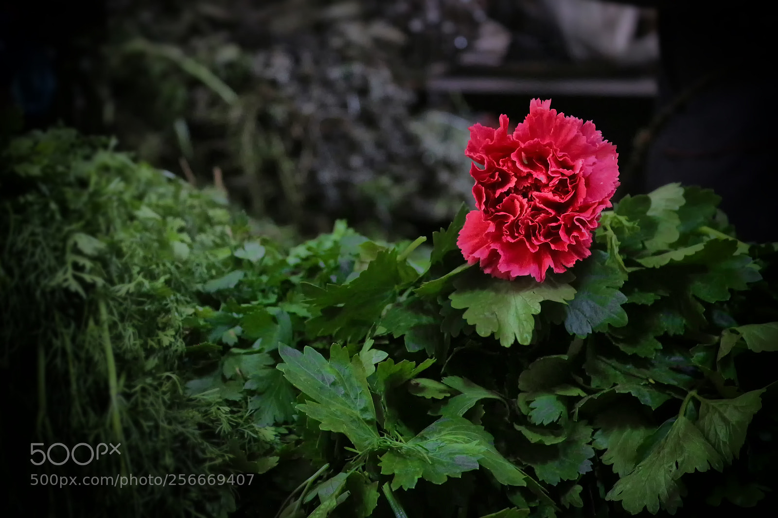 Canon EOS 650D (EOS Rebel T4i / EOS Kiss X6i) sample photo. Carnation photography