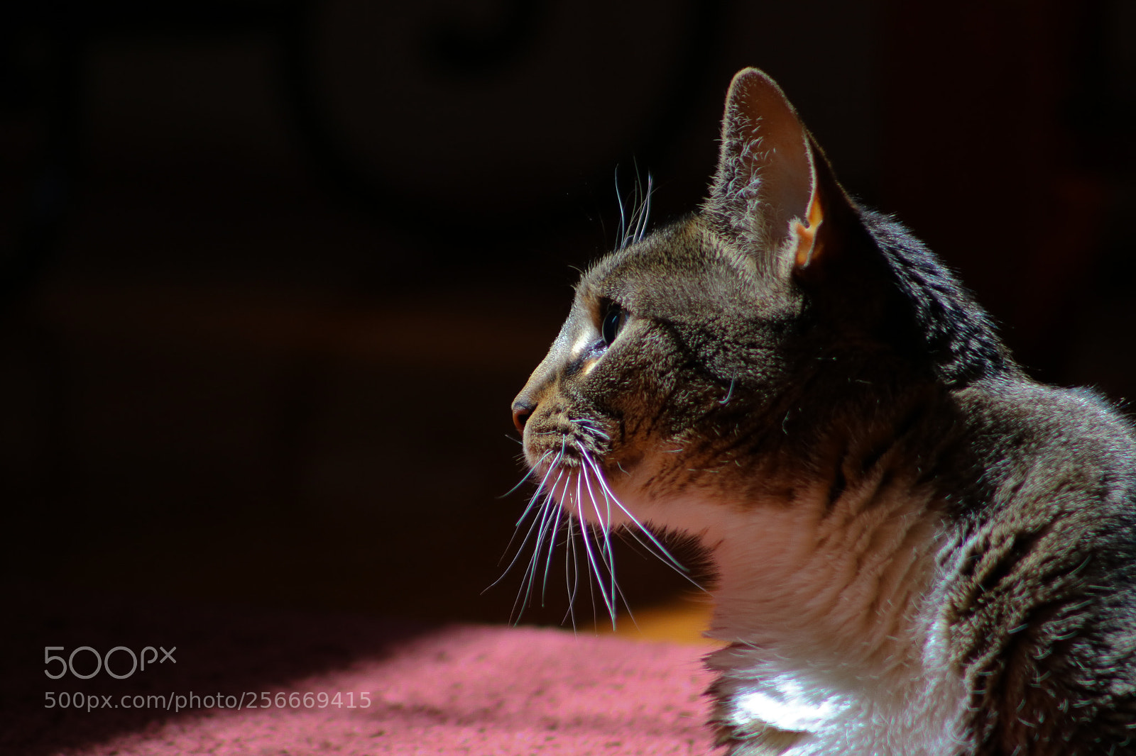 Canon EOS 750D (EOS Rebel T6i / EOS Kiss X8i) sample photo. Sunbathing photography