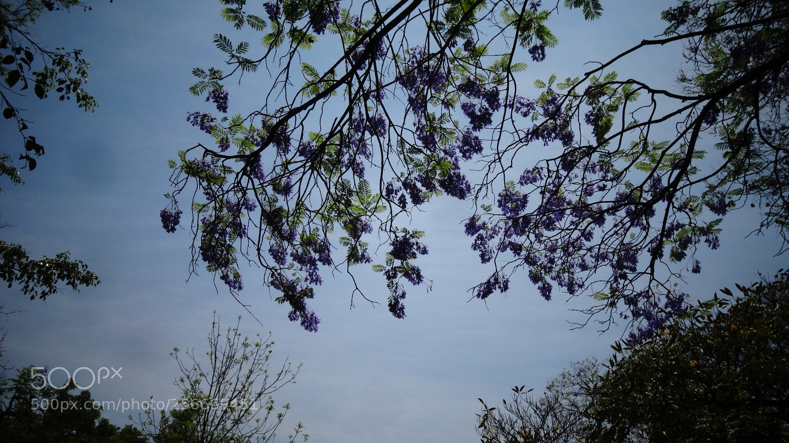 Sony Cyber-shot DSC-HX20V sample photo. Jacaranda photography