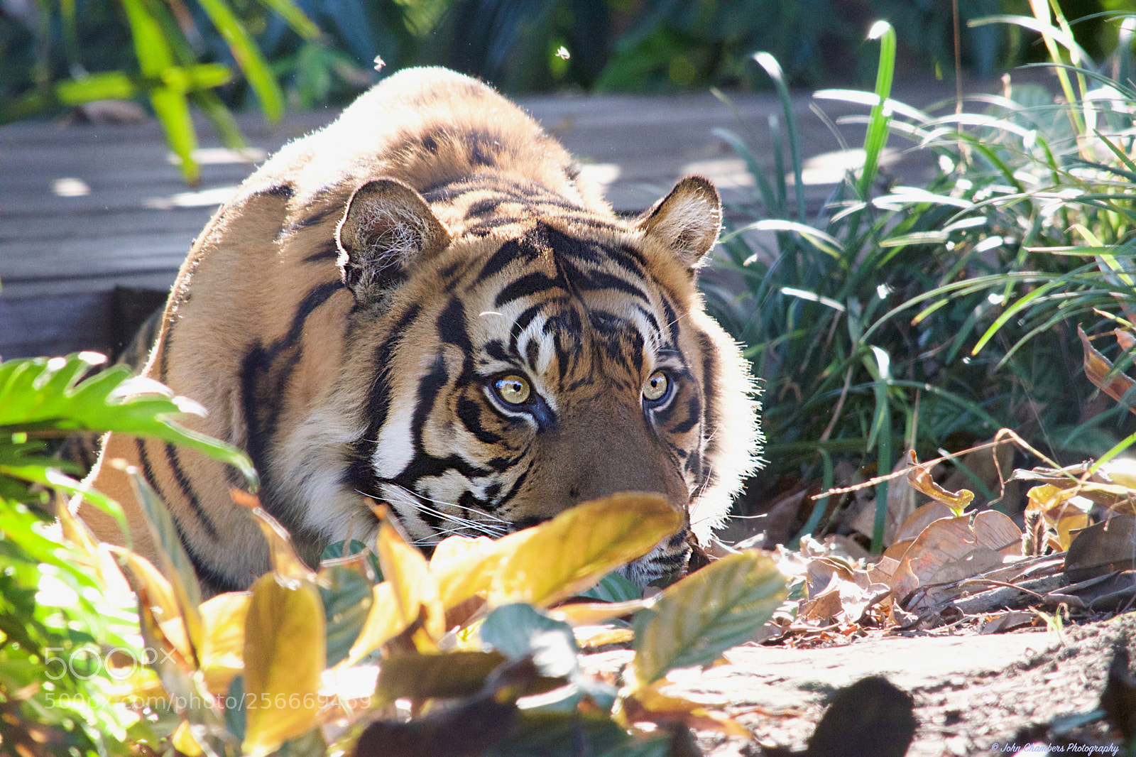 Nikon D5500 sample photo. Sumatran tiger taronga zoo photography