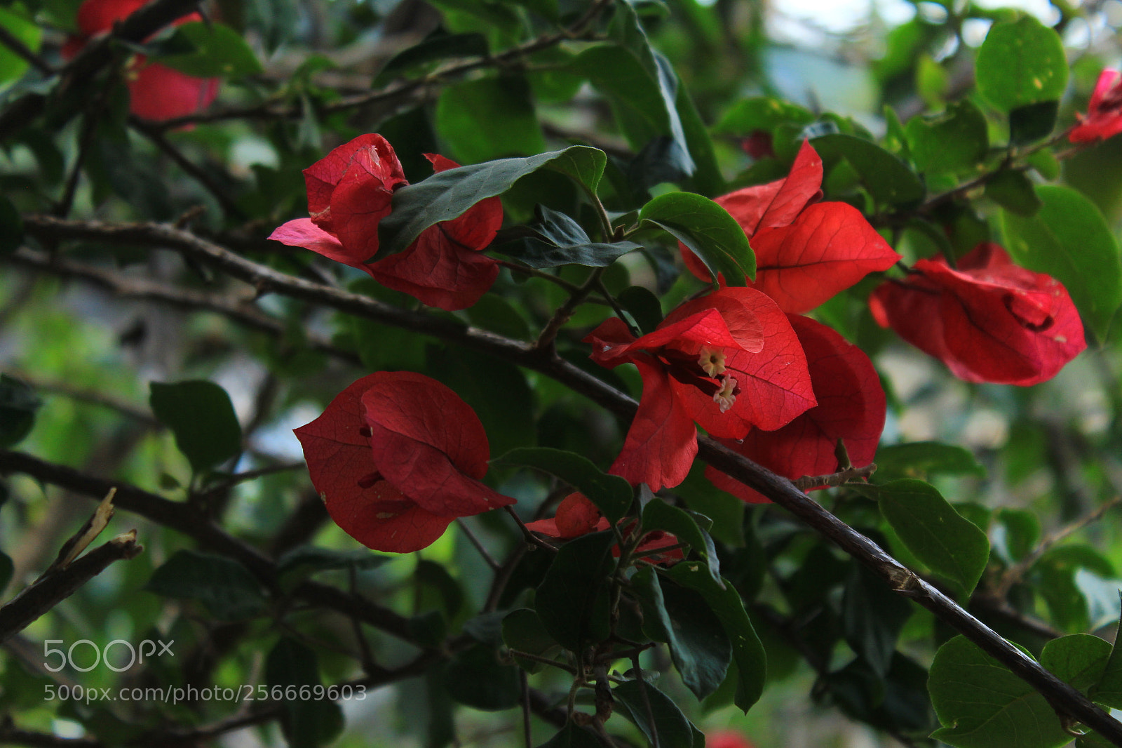 Canon EOS 1300D (EOS Rebel T6 / EOS Kiss X80) sample photo. Img photography