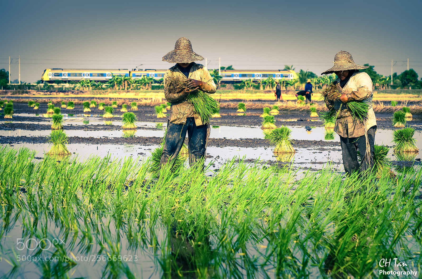 Nikon D7000 sample photo. Rice field photography
