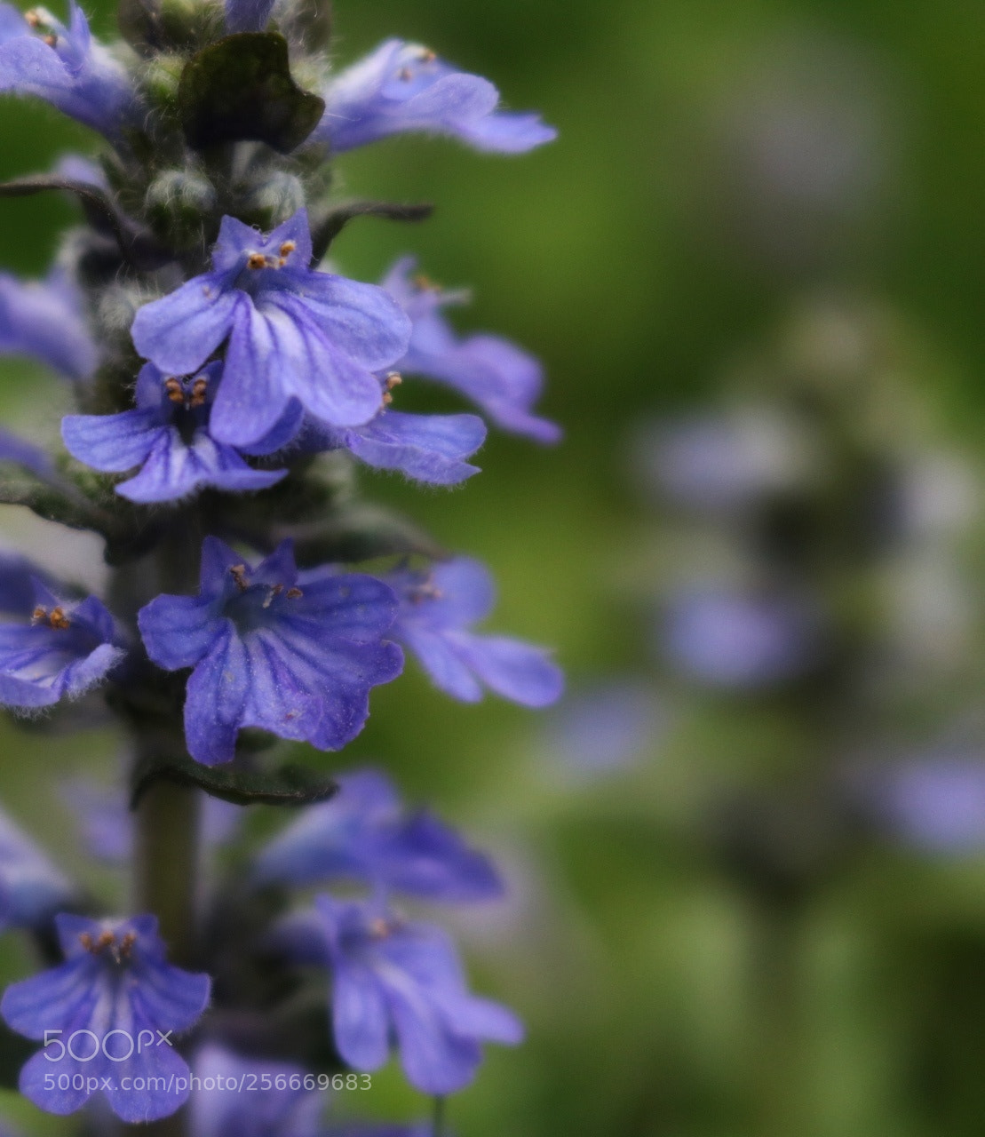 Canon EOS 750D (EOS Rebel T6i / EOS Kiss X8i) sample photo. Tiny purple beauty photography