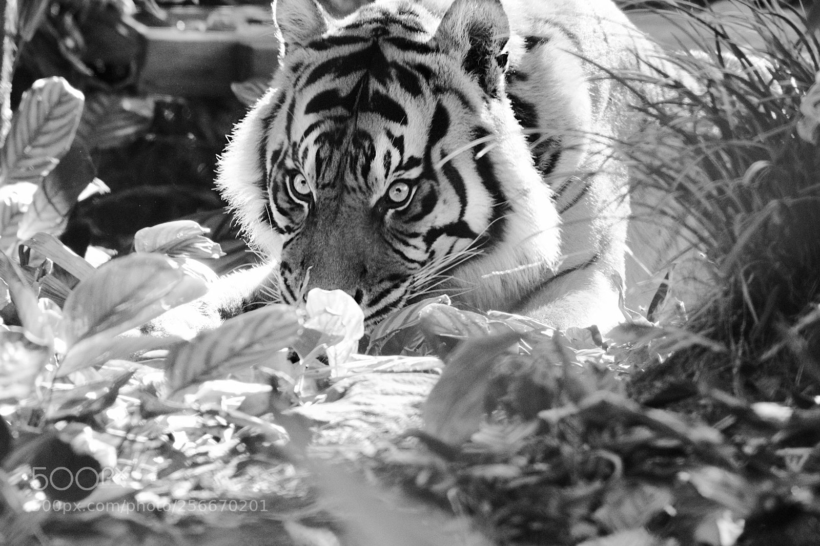 Nikon D5500 sample photo. Sumartran tiger in black photography