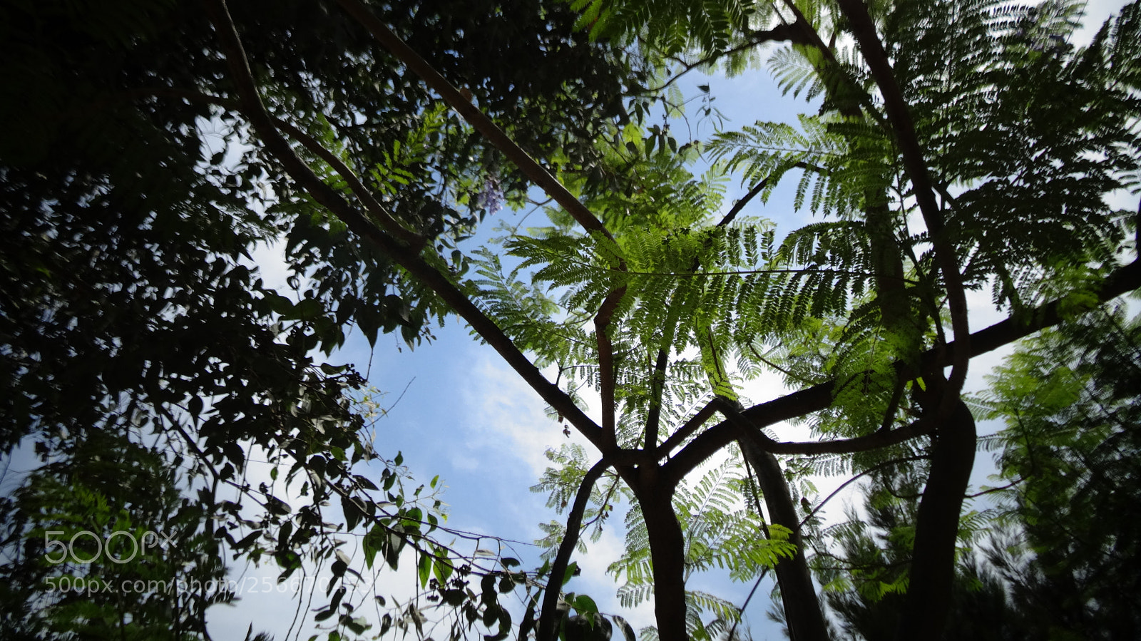 Sony Cyber-shot DSC-HX20V sample photo. Look at the sky photography