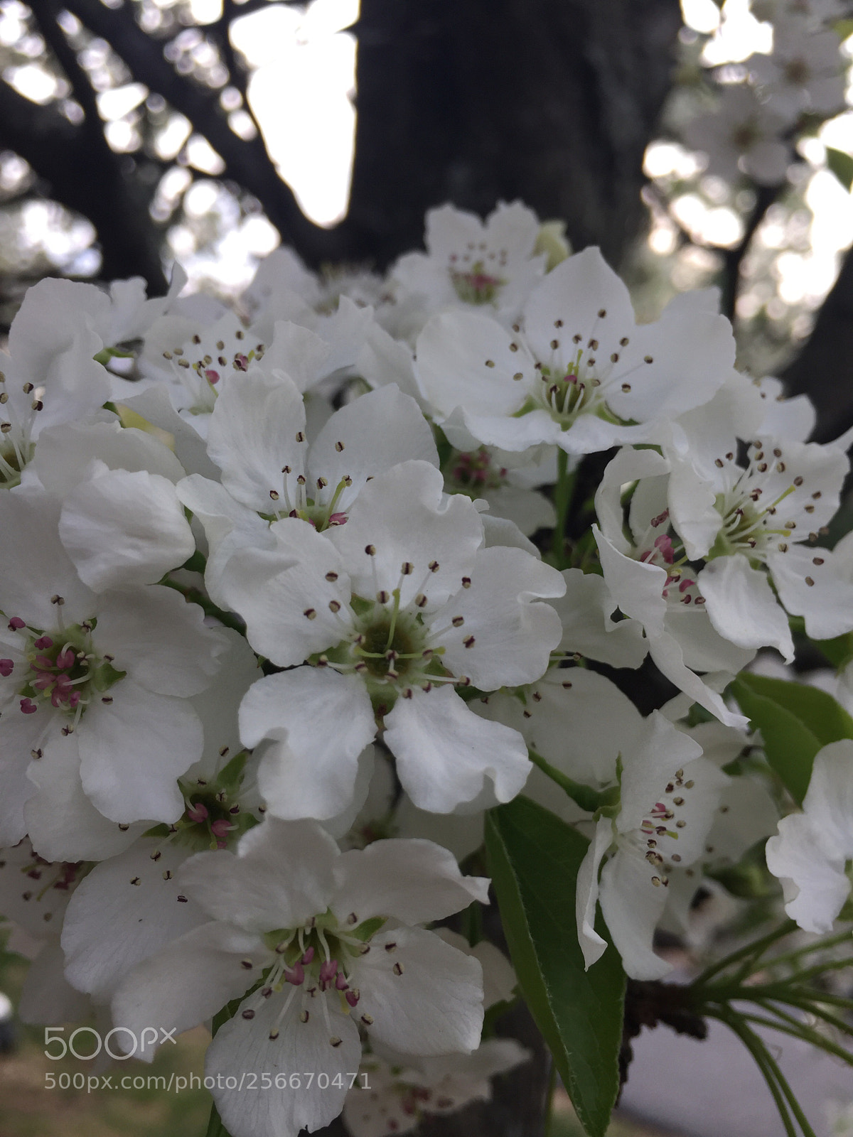 Apple iPhone 6 sample photo. Bloom photography