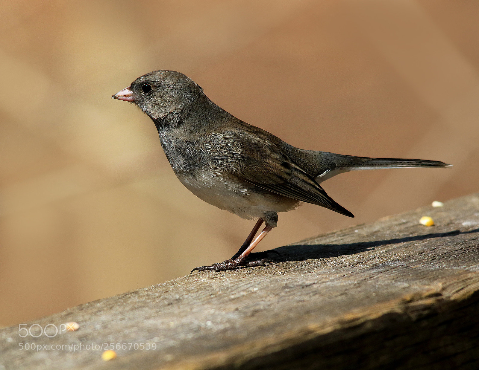 Canon EOS 750D (EOS Rebel T6i / EOS Kiss X8i) sample photo. Dark eyed junco photography