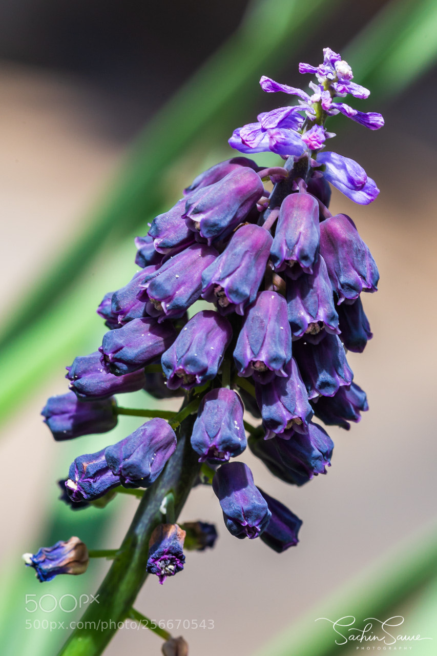 Canon EOS 6D sample photo. Grape hyacinth photography