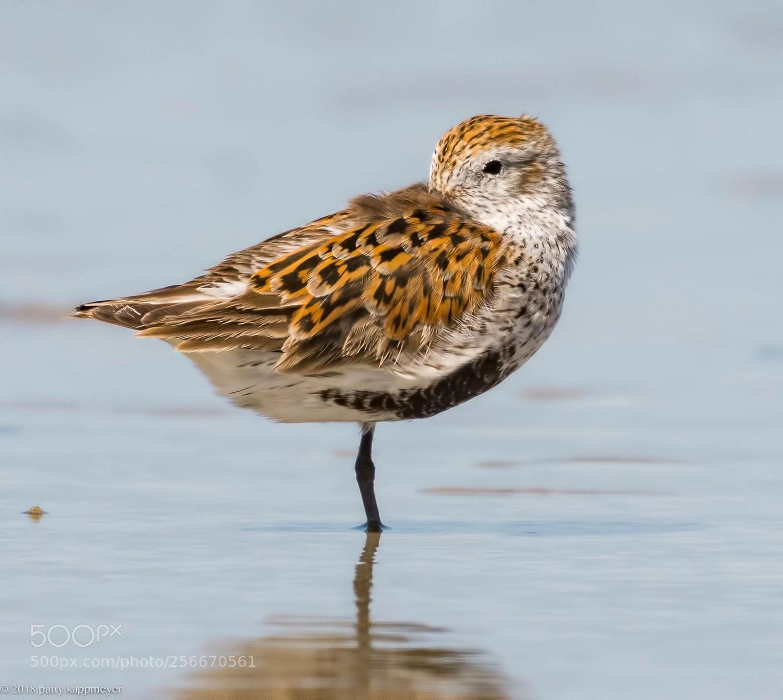 Nikon D7200 sample photo. Dunlin photography