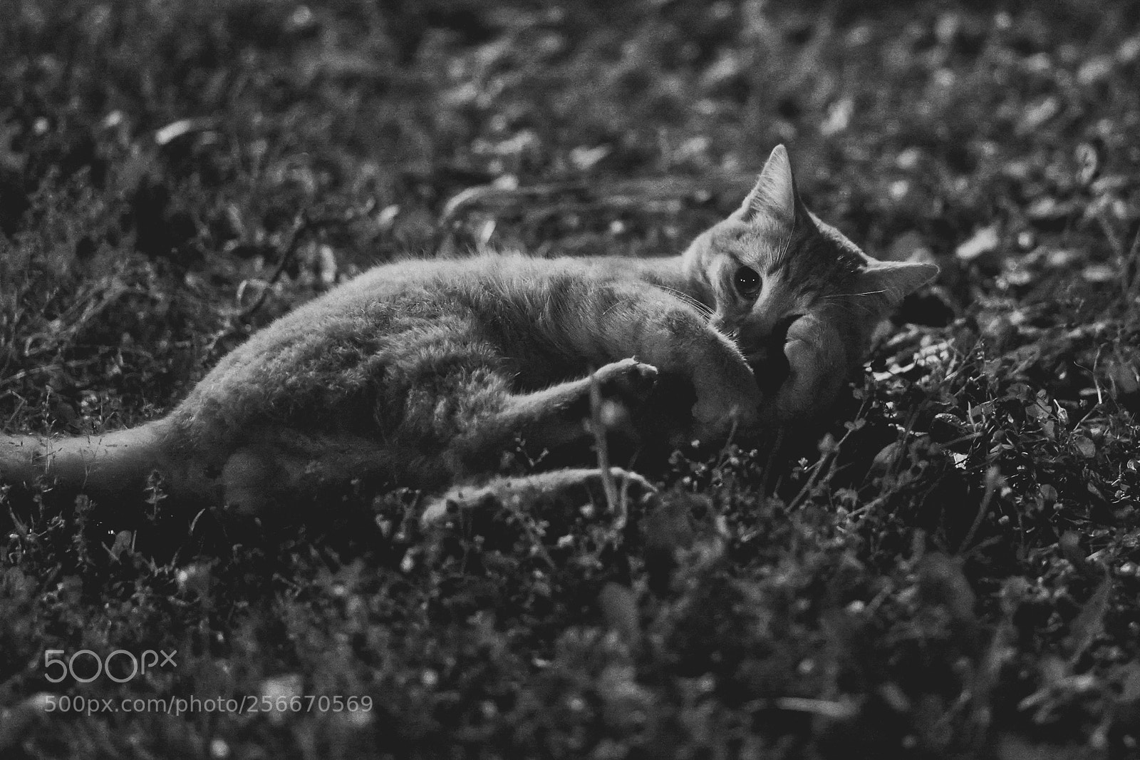 Sony a7 III sample photo. The shy cat photography