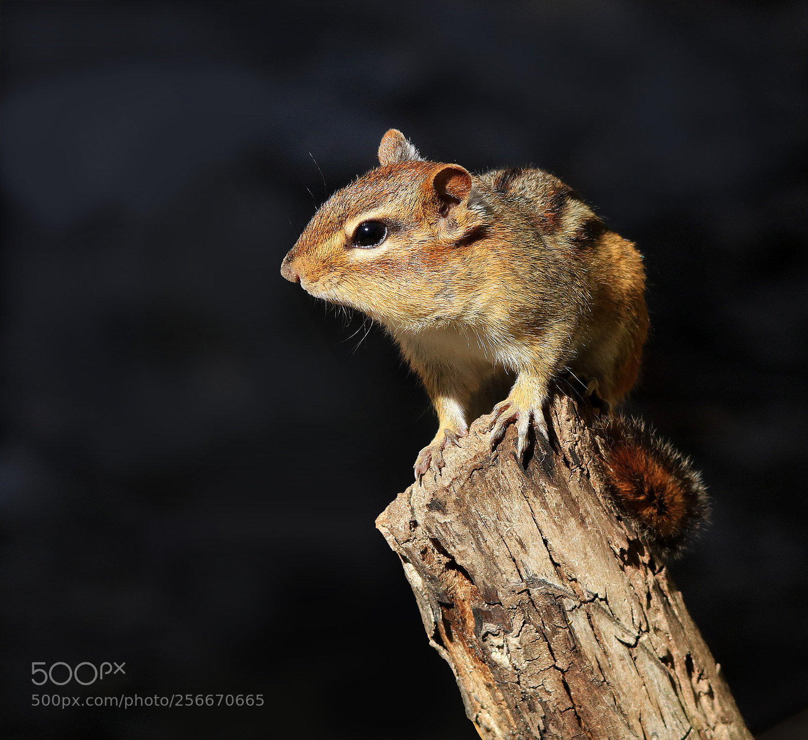 Canon EOS 750D (EOS Rebel T6i / EOS Kiss X8i) sample photo. Chipmunk on log photography