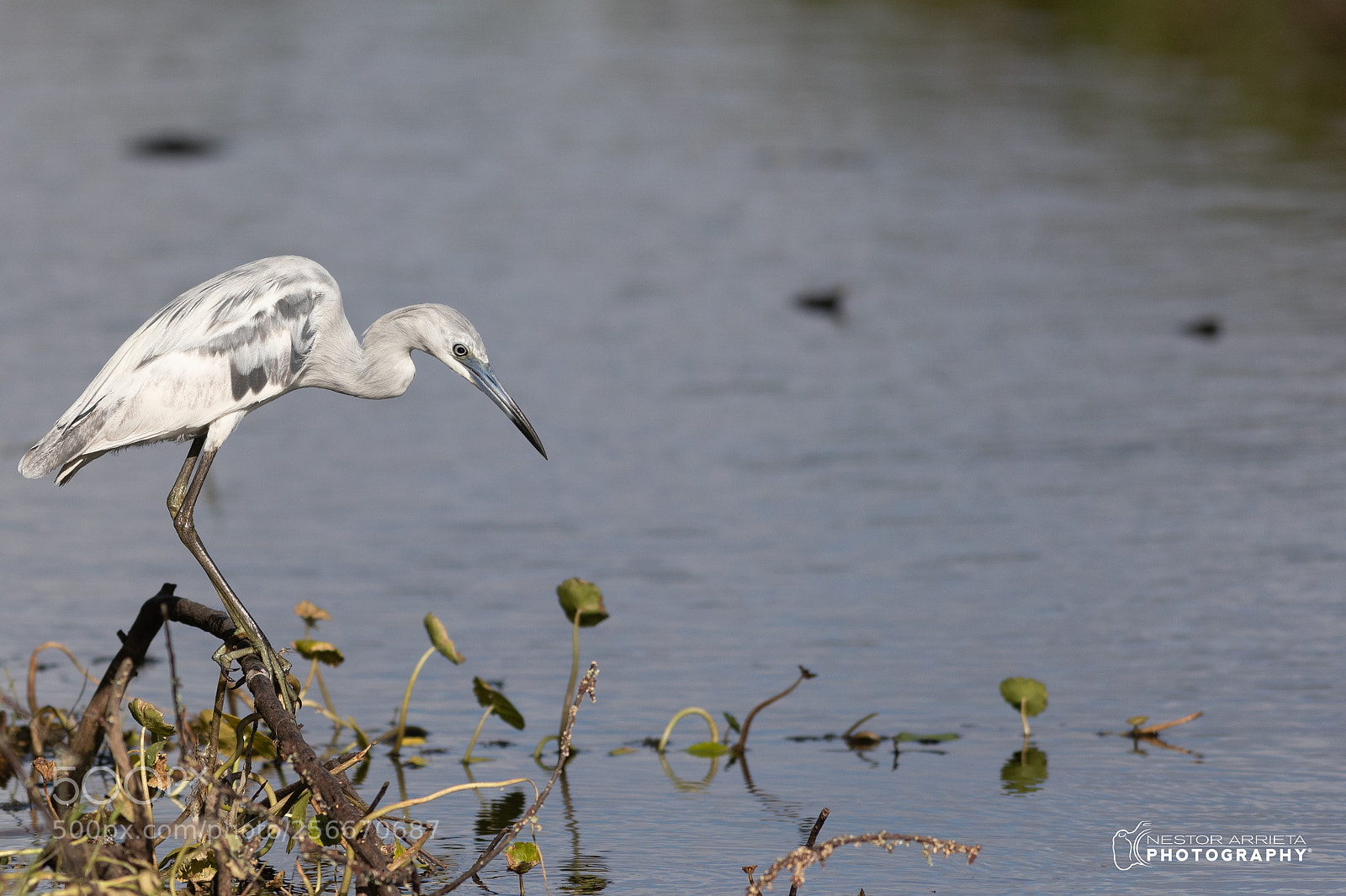 Canon EOS-1D X Mark II sample photo. Fishing photography