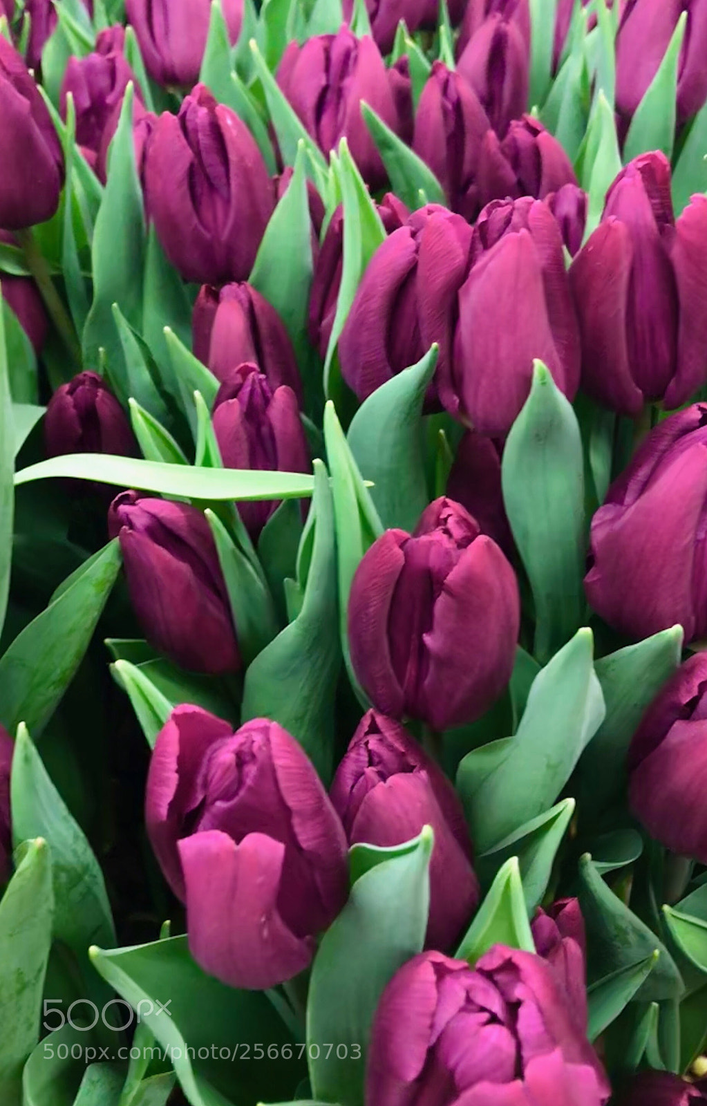 Apple iPhone 7 Plus sample photo. Field of tulips photography