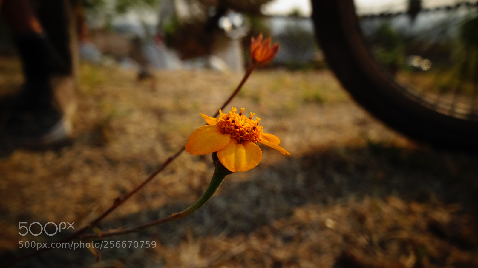 Sony Cyber-shot DSC-HX20V sample photo. Fr hling in der photography