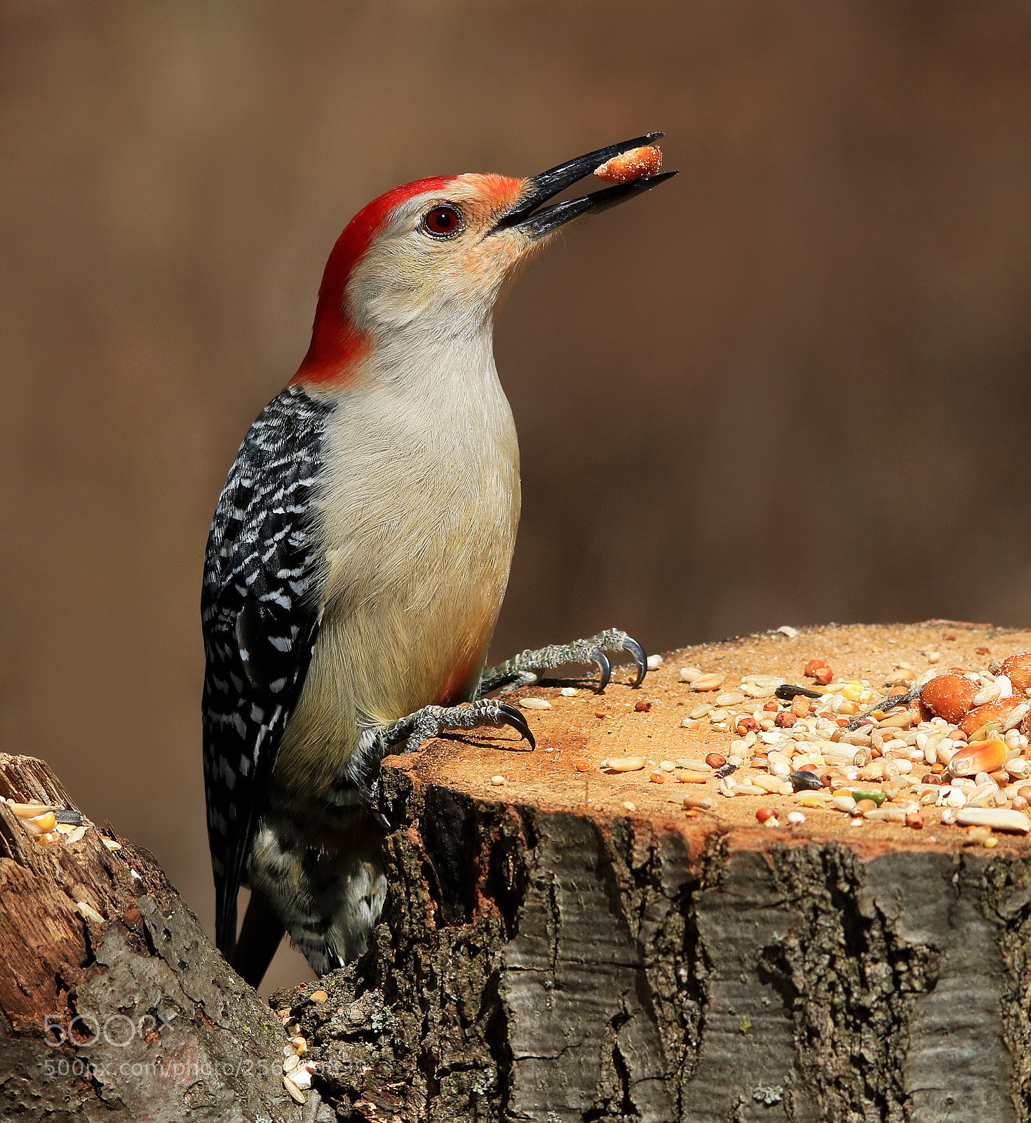 Canon EOS 750D (EOS Rebel T6i / EOS Kiss X8i) sample photo. Red bellied woodpecker photography