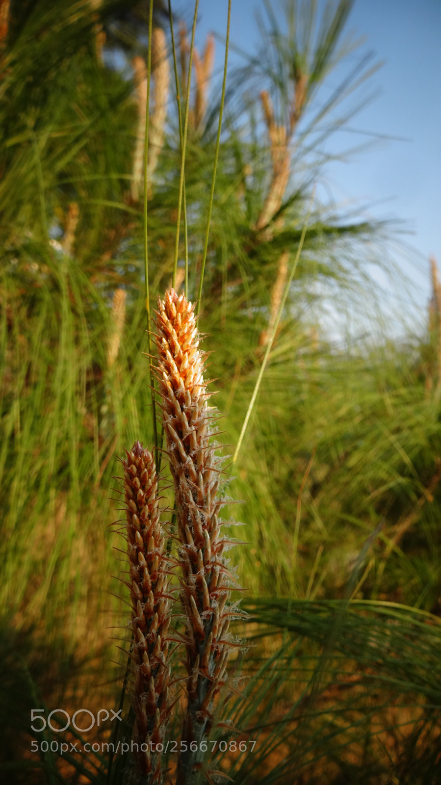 Sony Cyber-shot DSC-HX20V sample photo. Textura photography
