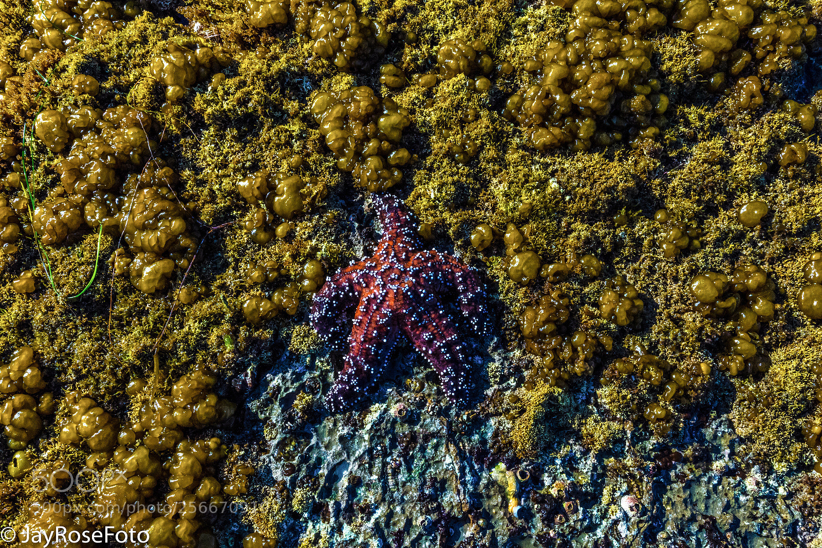 Canon EOS 5DS R sample photo. Starfish  photography
