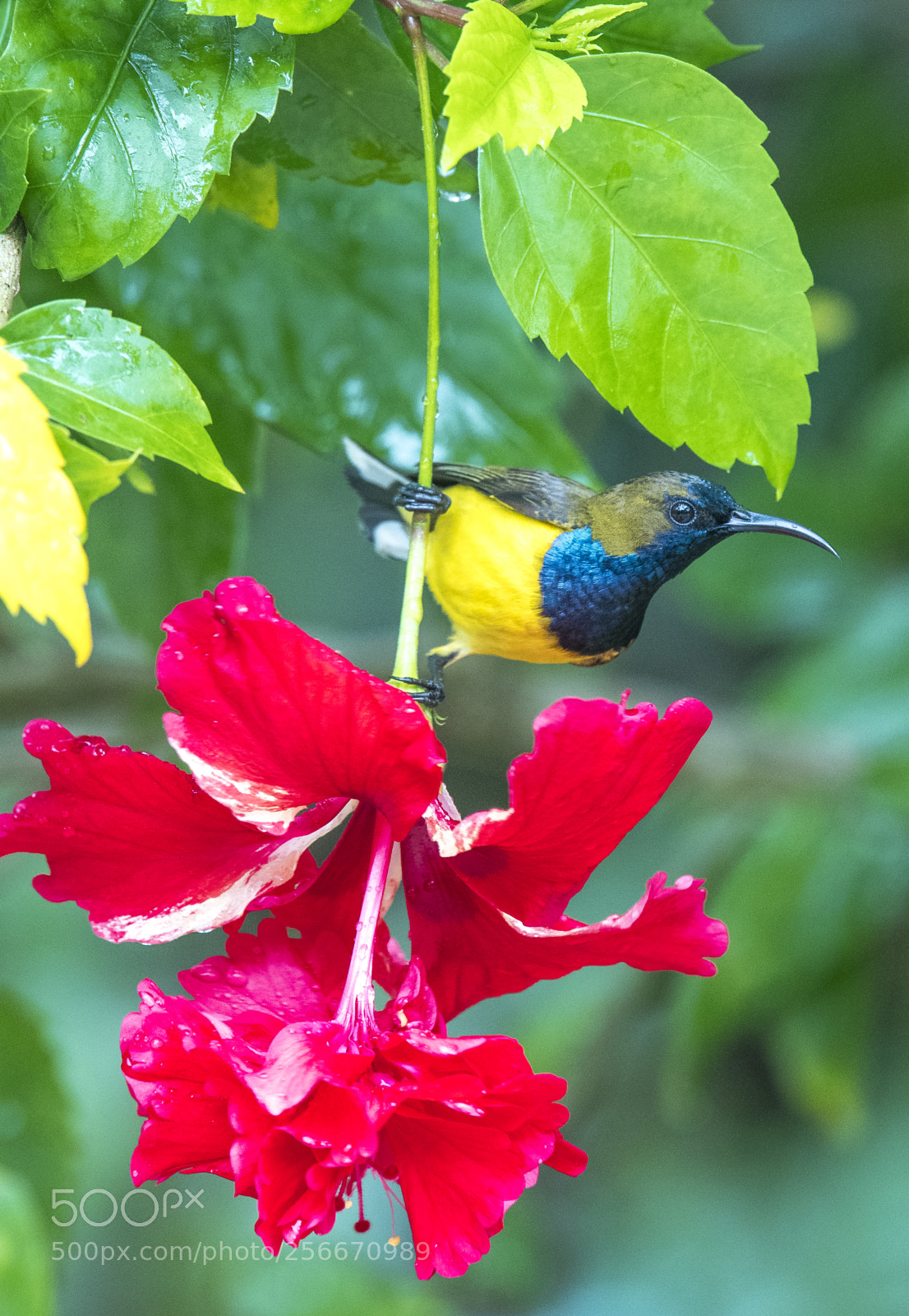 Nikon D500 sample photo. Olive backed sunbird (male) photography