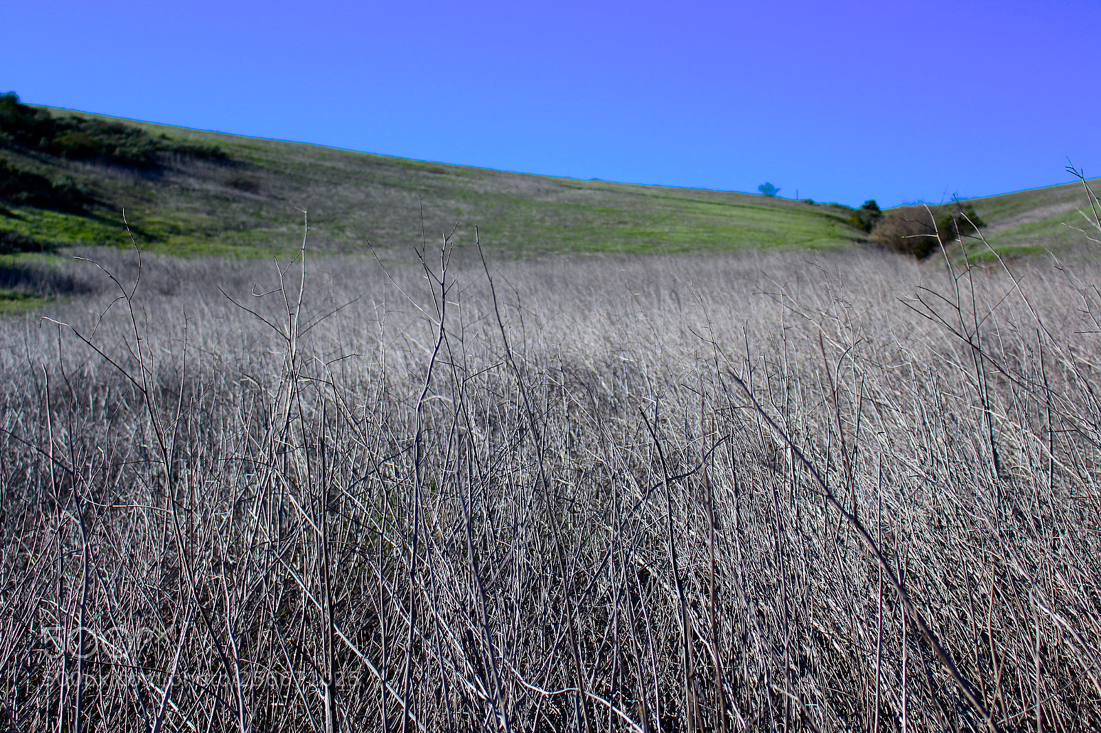 Canon EOS 700D (EOS Rebel T5i / EOS Kiss X7i) sample photo. Img photography