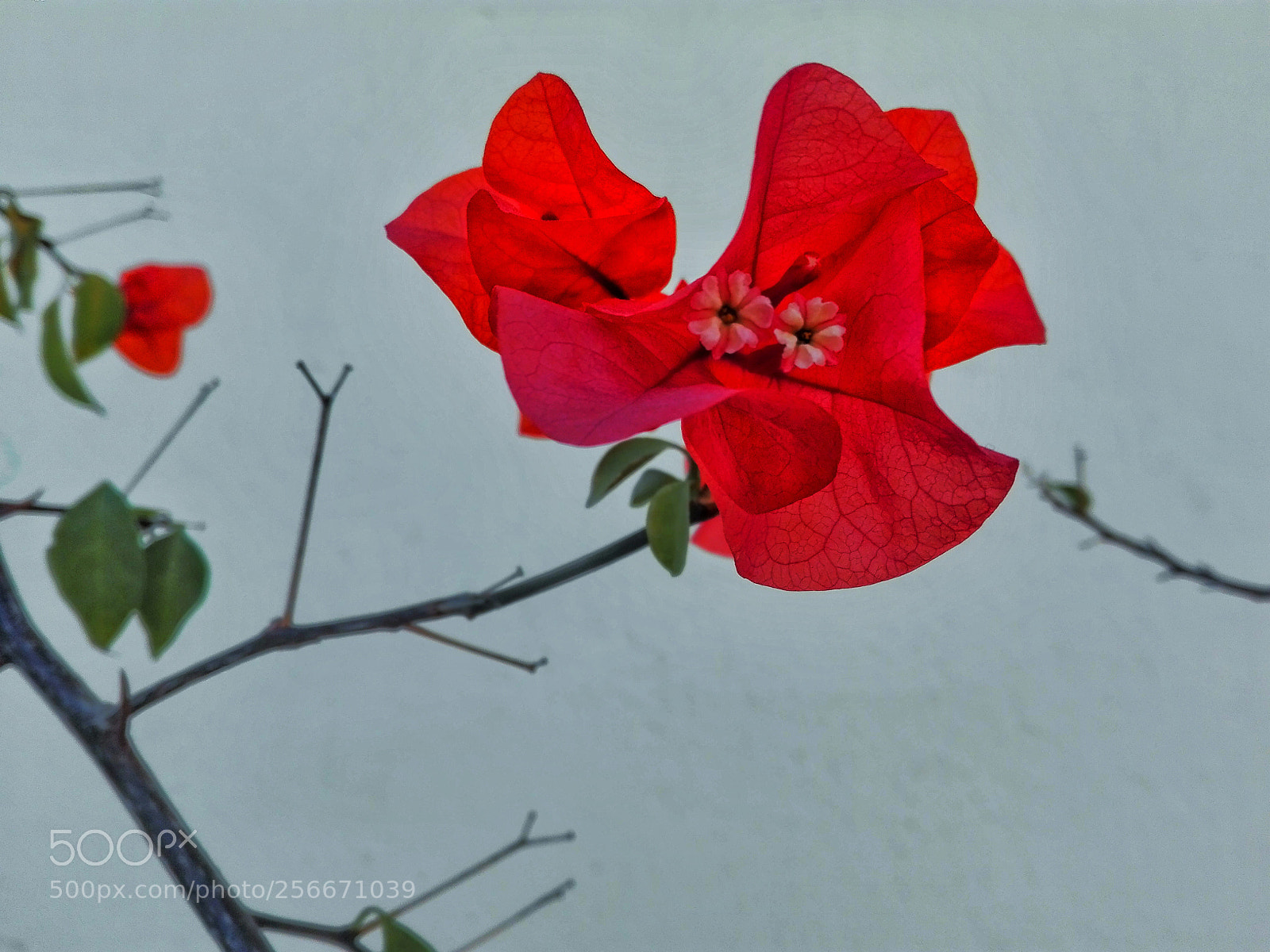 HUAWEI P8 Lite sample photo. Happy and lonely photography