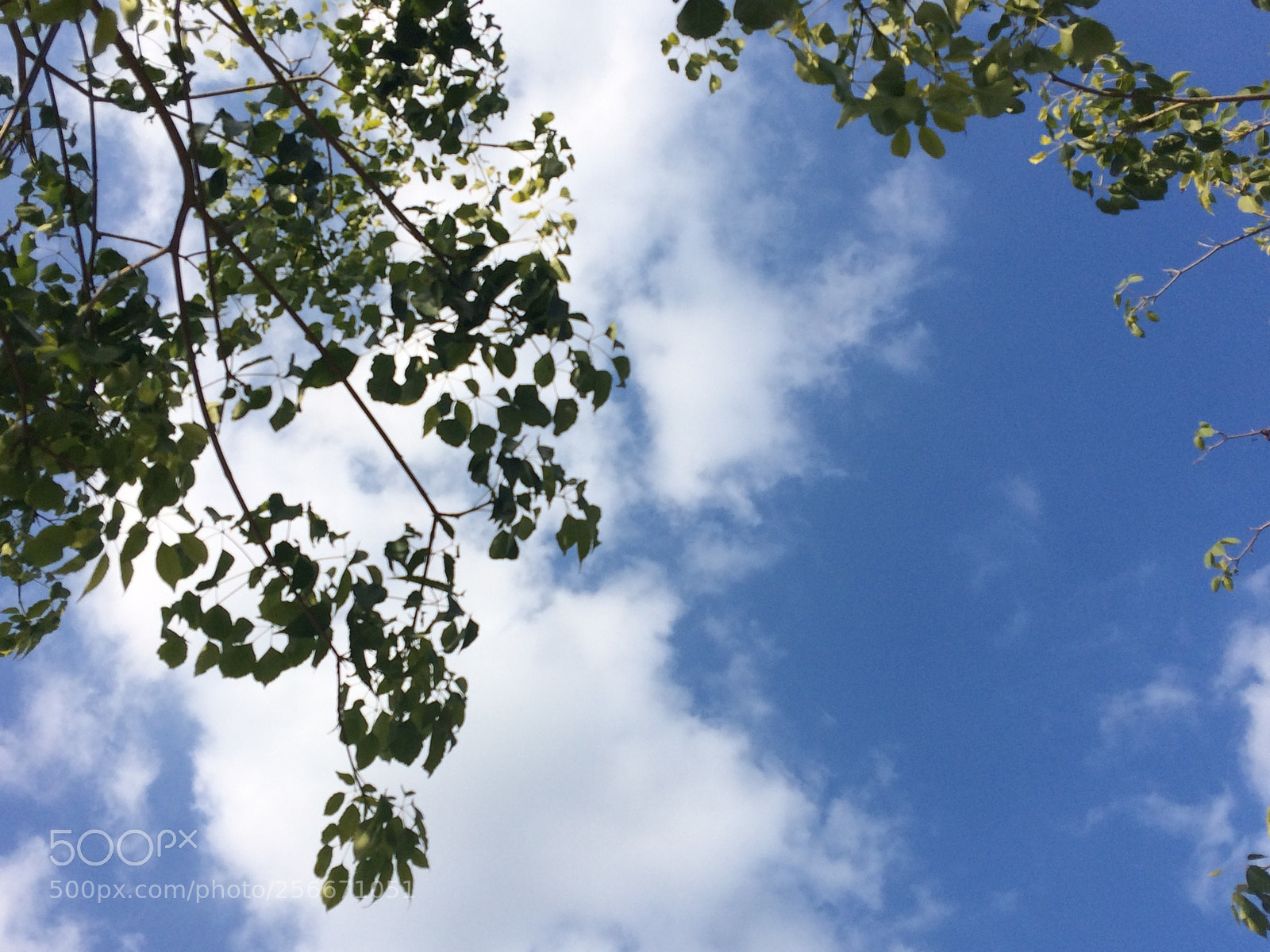 Apple iPhone 5s sample photo. Img photography