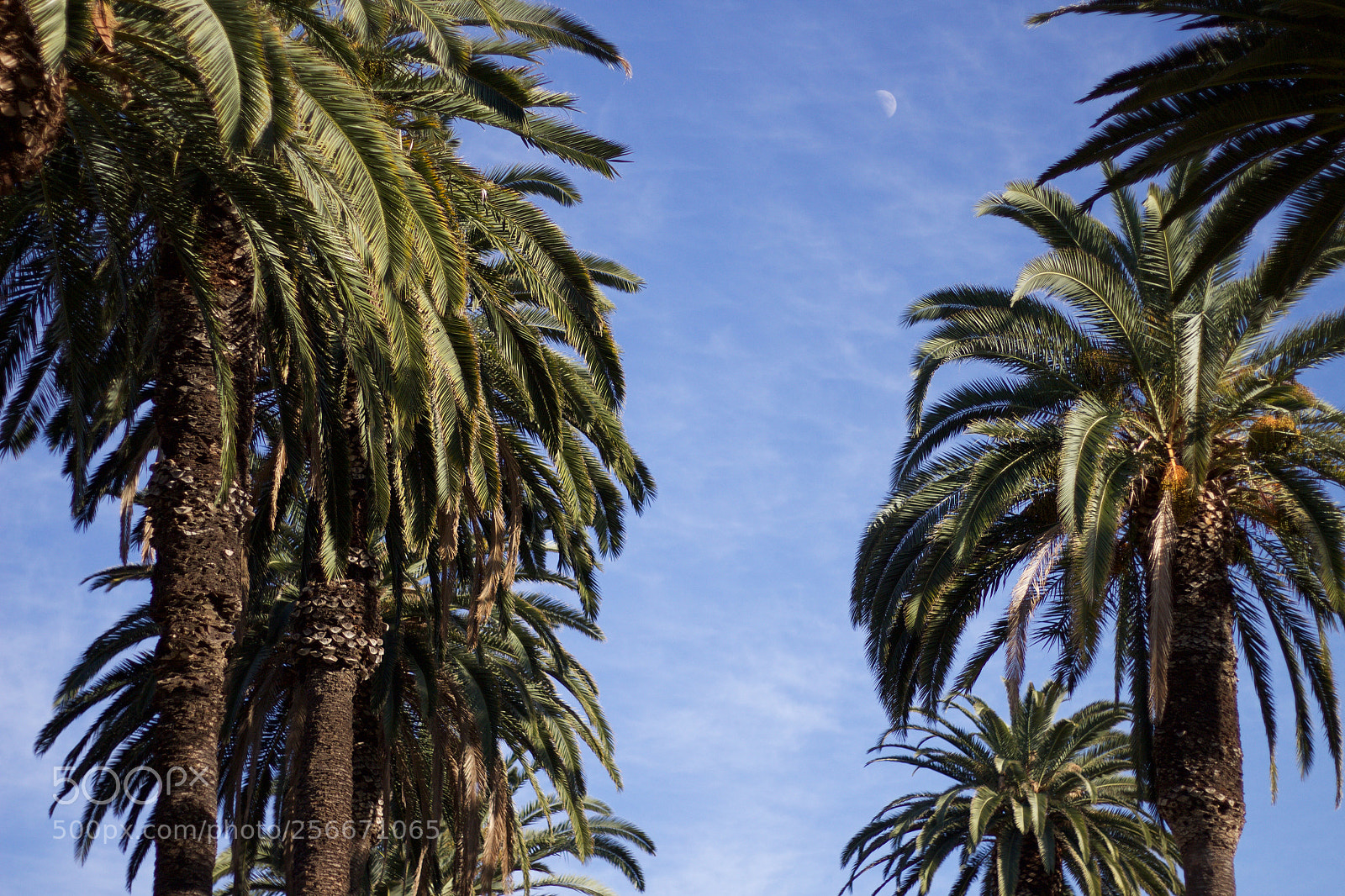 Canon EOS 700D (EOS Rebel T5i / EOS Kiss X7i) sample photo. Img photography