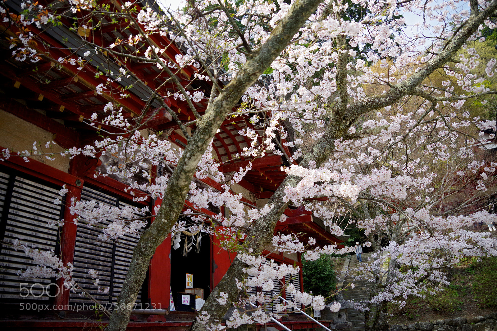 Pentax K-1 sample photo. Cherry tree with the photography