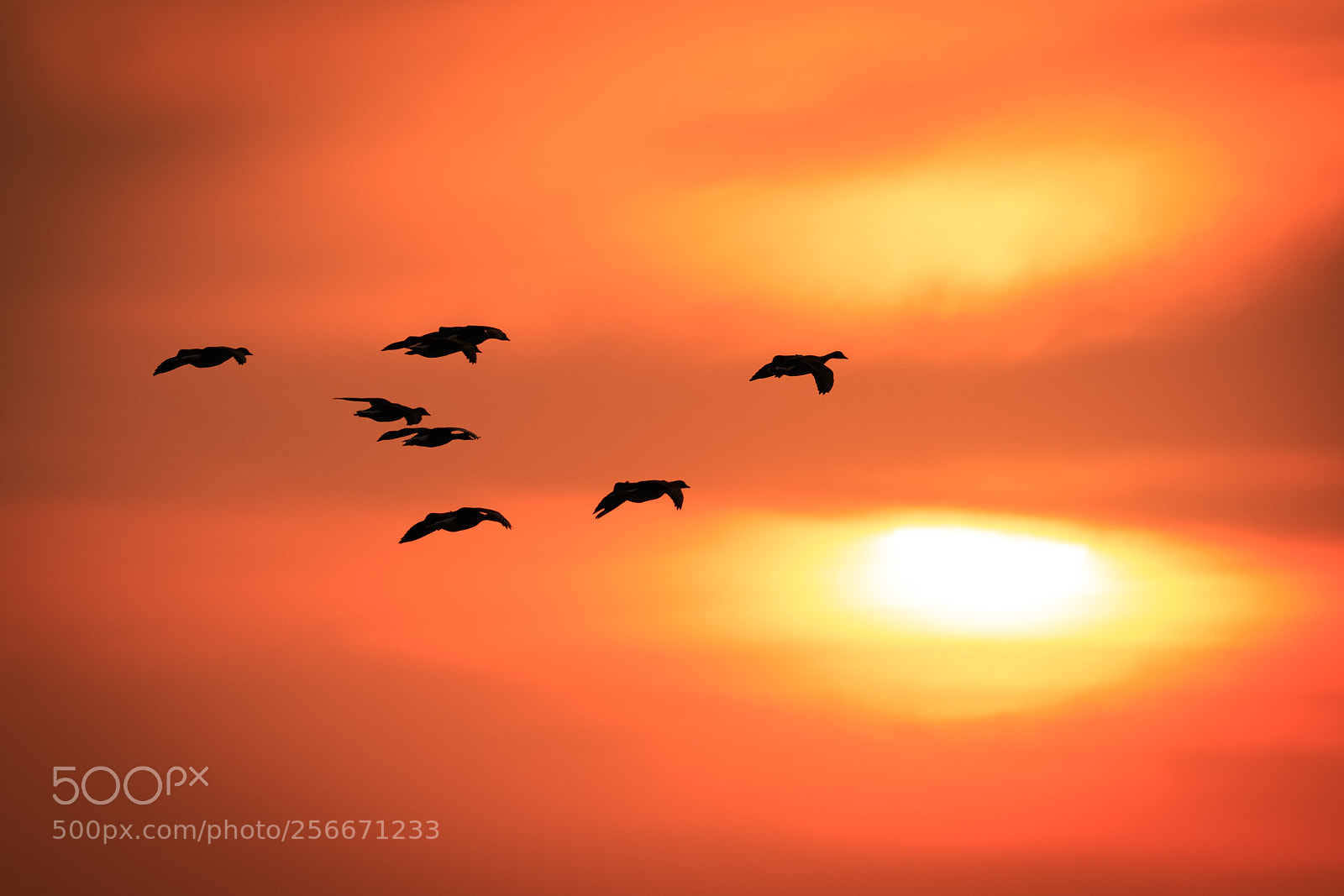 Canon EOS 7D Mark II sample photo. Sunset and goose photography