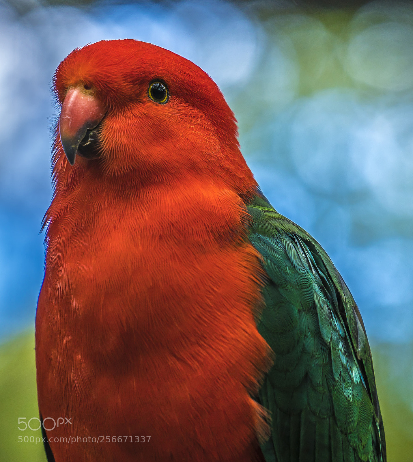 Sony a7R III sample photo. Parrot portrait photography
