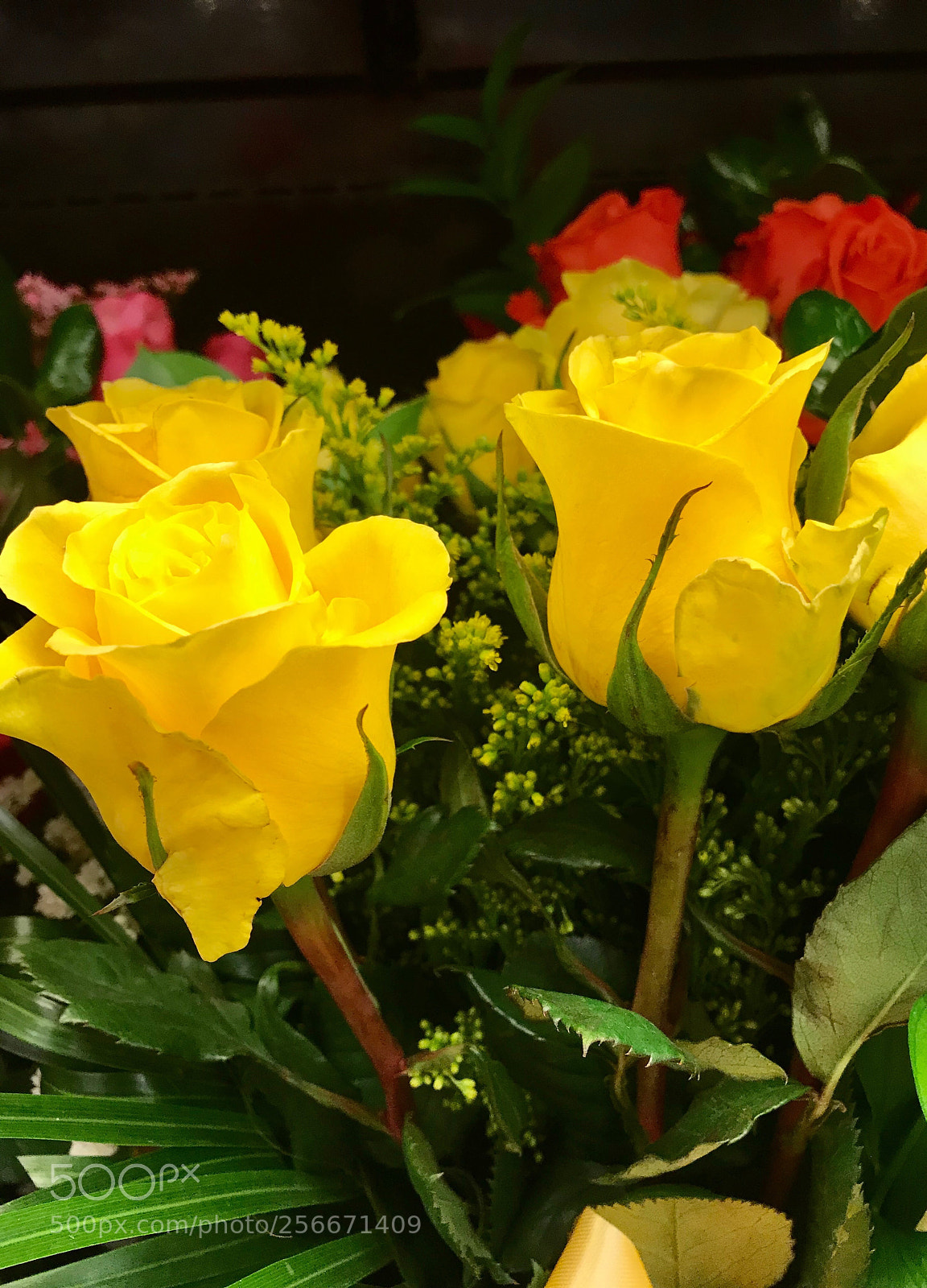 Apple iPhone 7 Plus sample photo. The yellow rose of photography