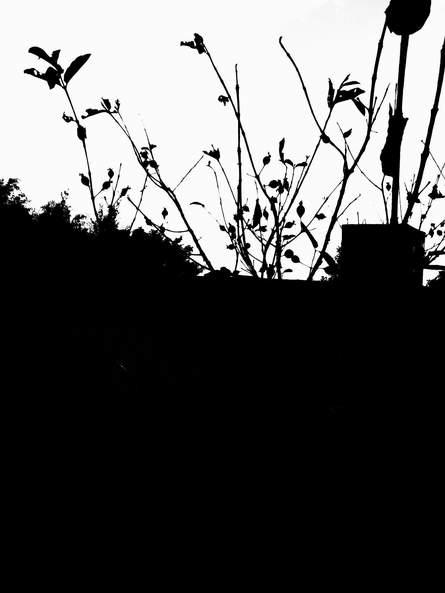 Samsung MV800 sample photo. Mk ultra photography