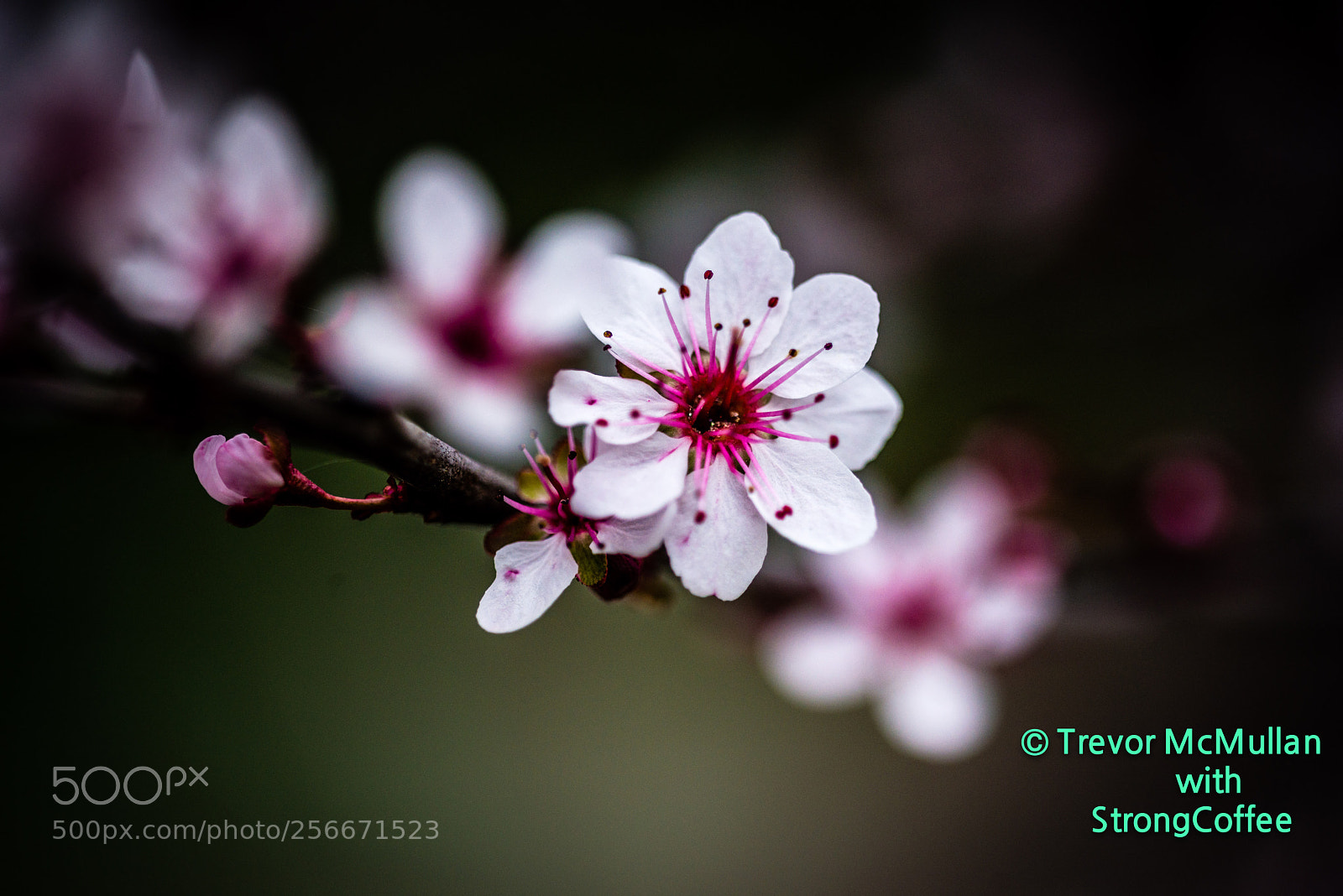 Nikon D800 sample photo. Brazil tree blossom photography