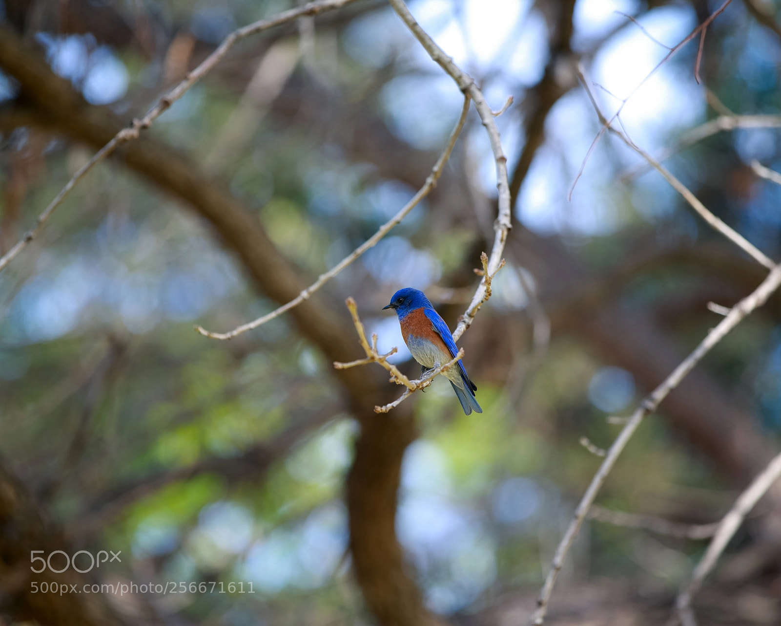 Canon EOS-1D X sample photo. Hq photography