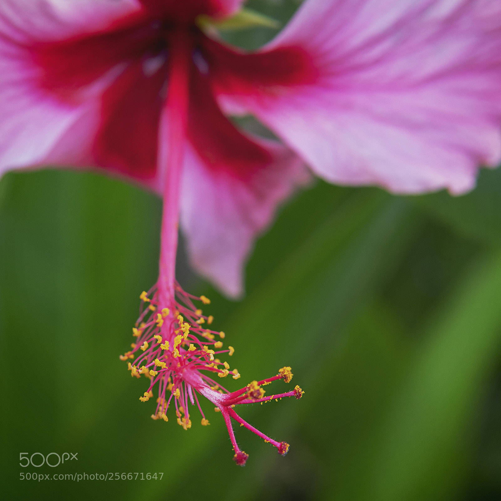 Sony a6500 sample photo. Tropical hibiscus photography