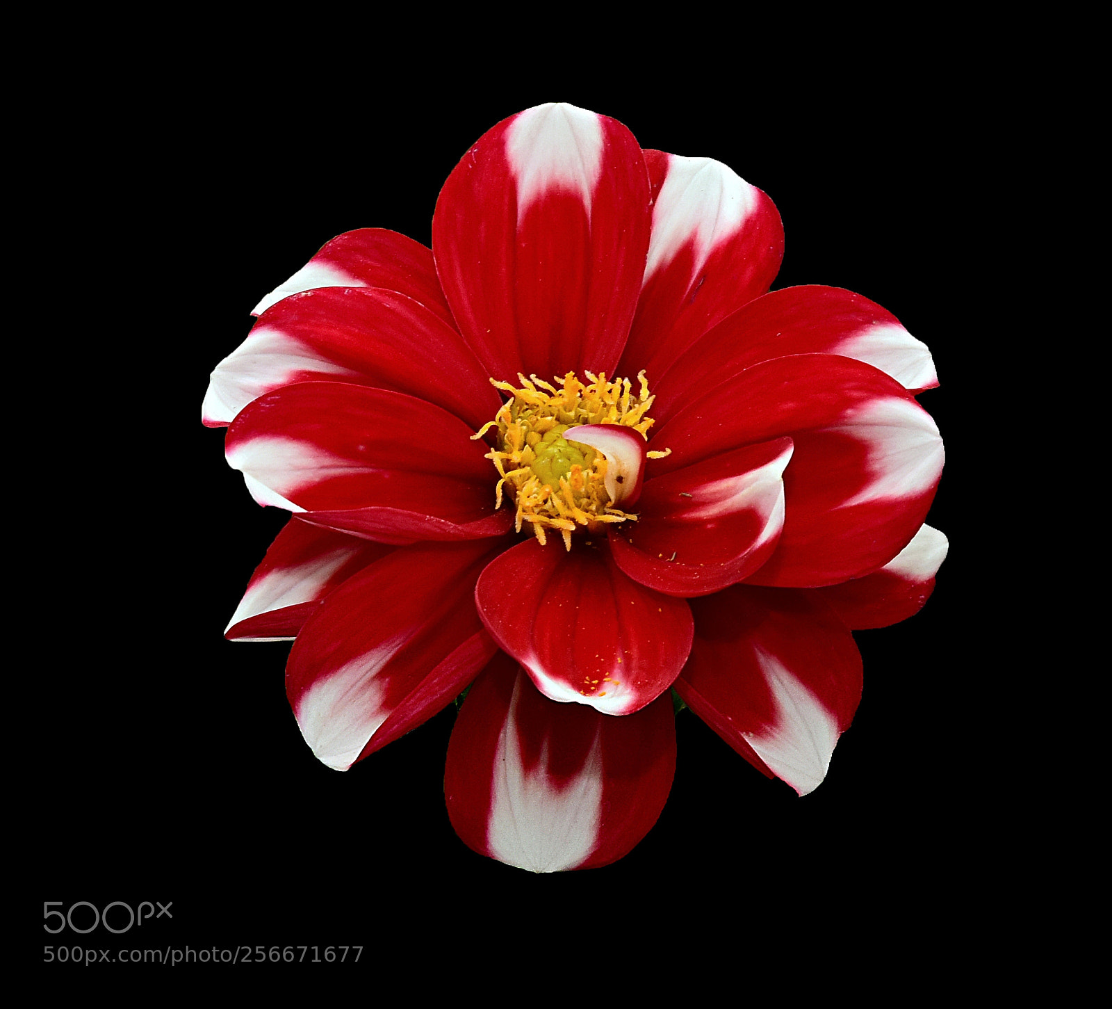 Nikon D810 sample photo. Red and white dalhia photography