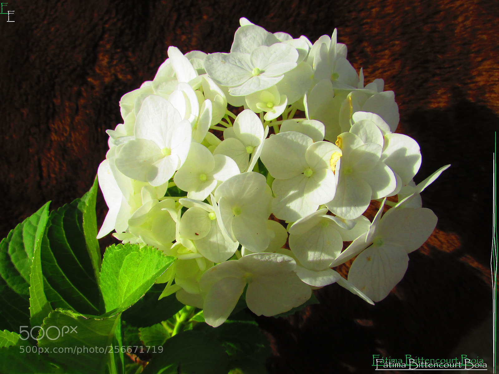 Canon PowerShot SX500 IS sample photo. 012.jpg photography