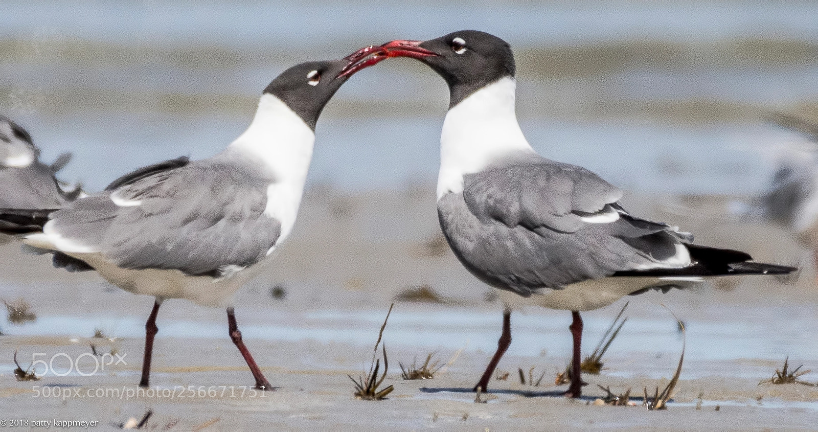 Nikon D7200 sample photo. Laughing gulls photography