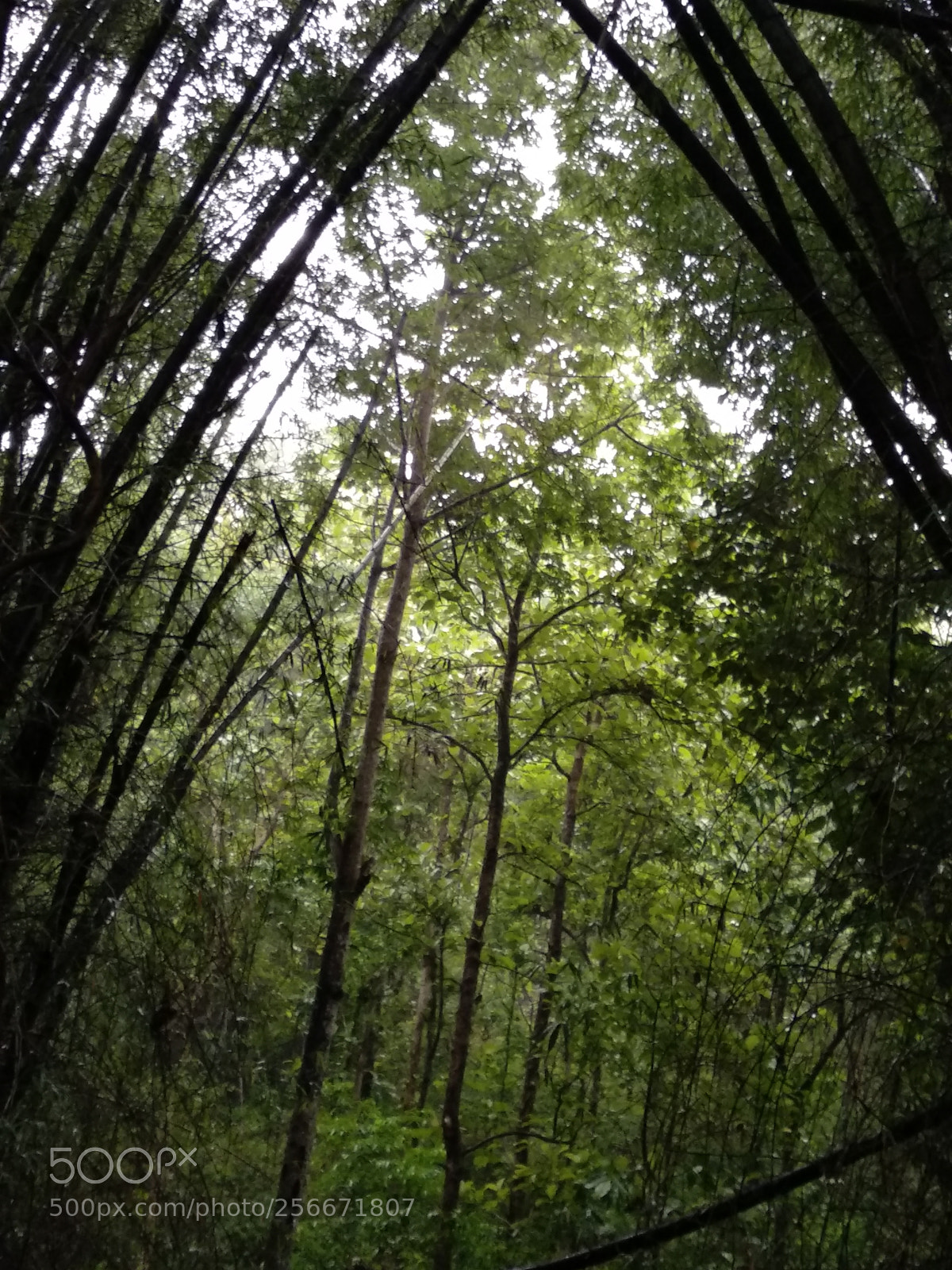 Xiaomi Mi A1 sample photo. Wilderness.. photography