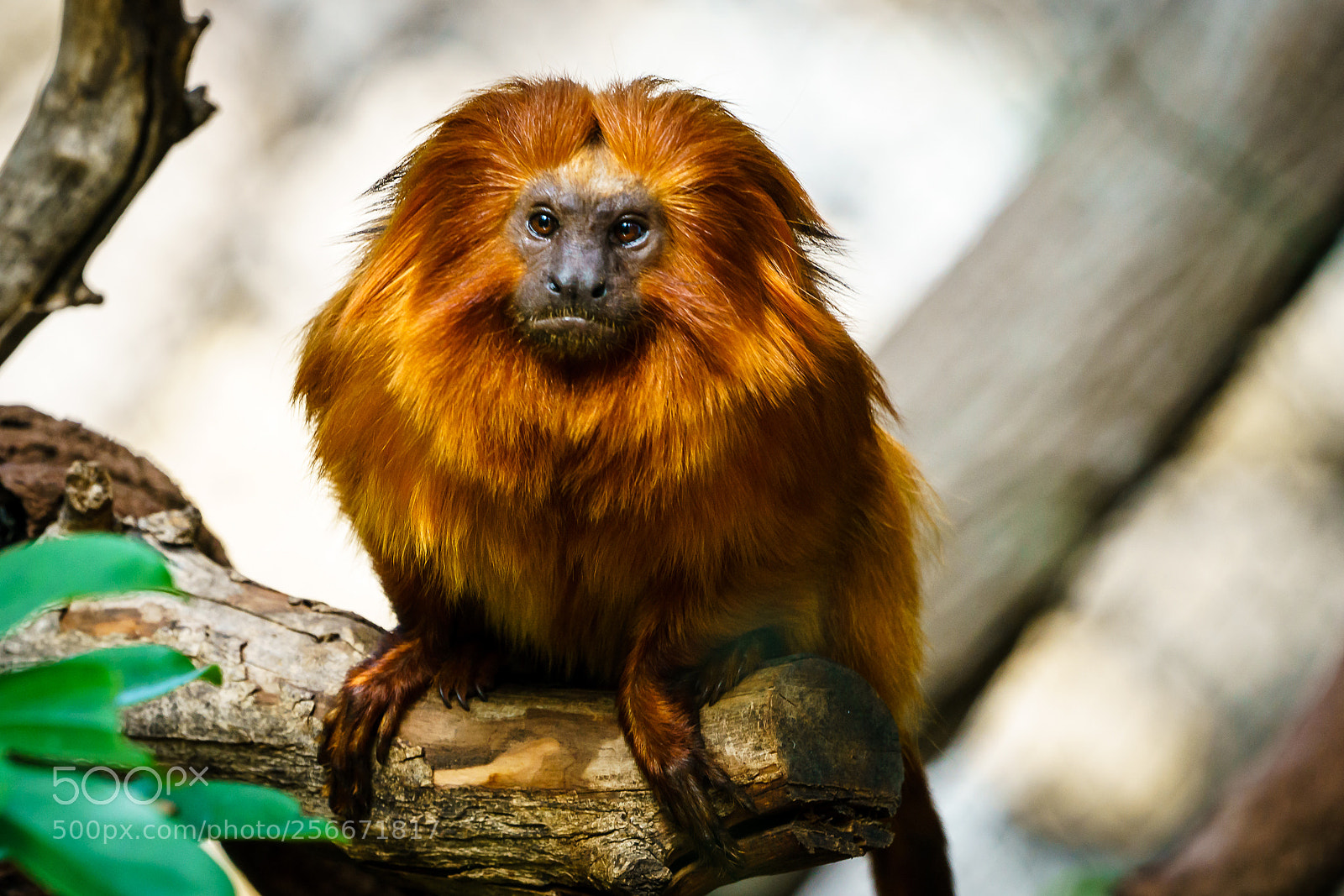 Sony a7R II sample photo. Monkey loro parque photography