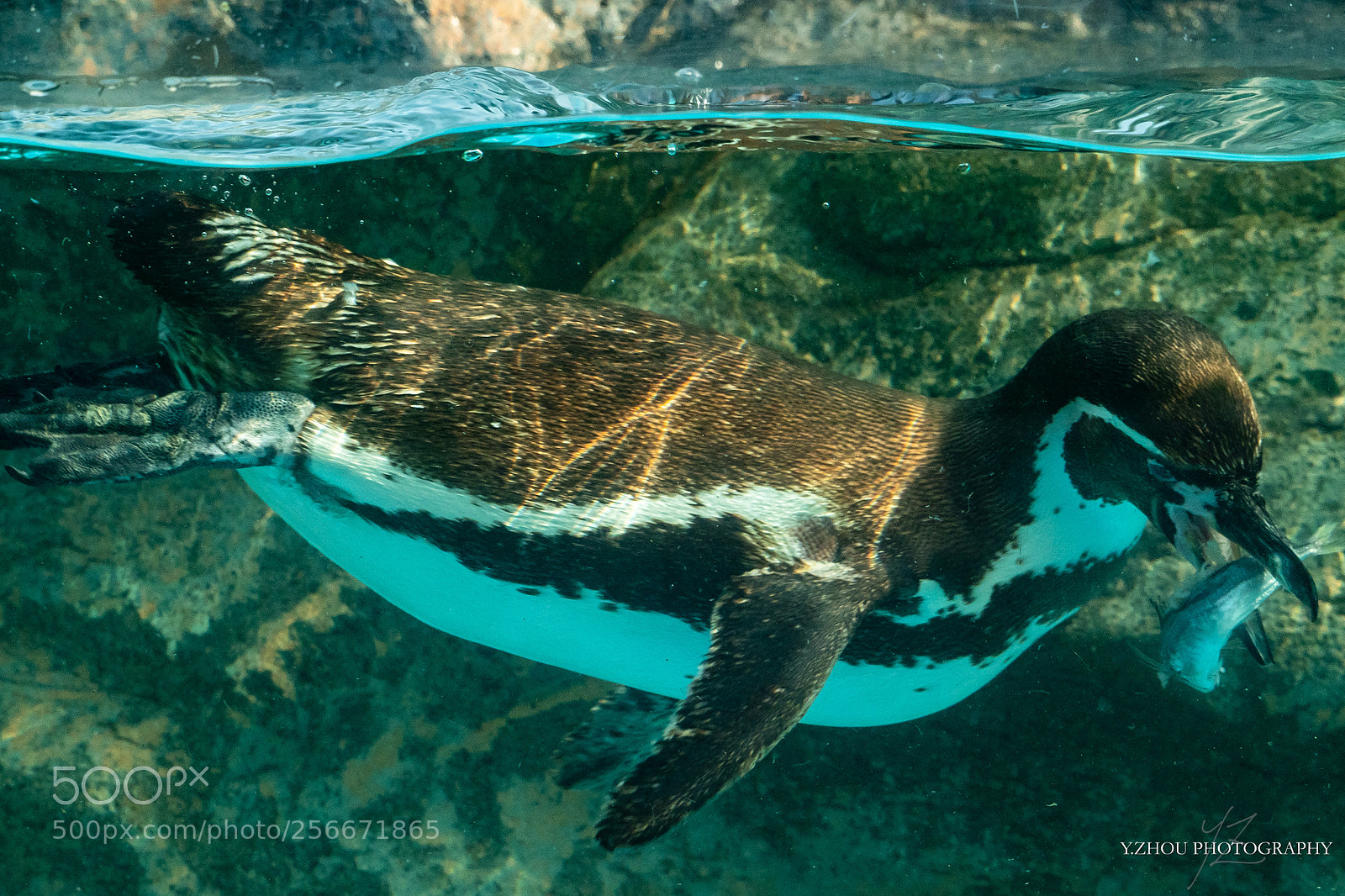 Olympus OM-D E-M1 Mark II sample photo. Penguin photography