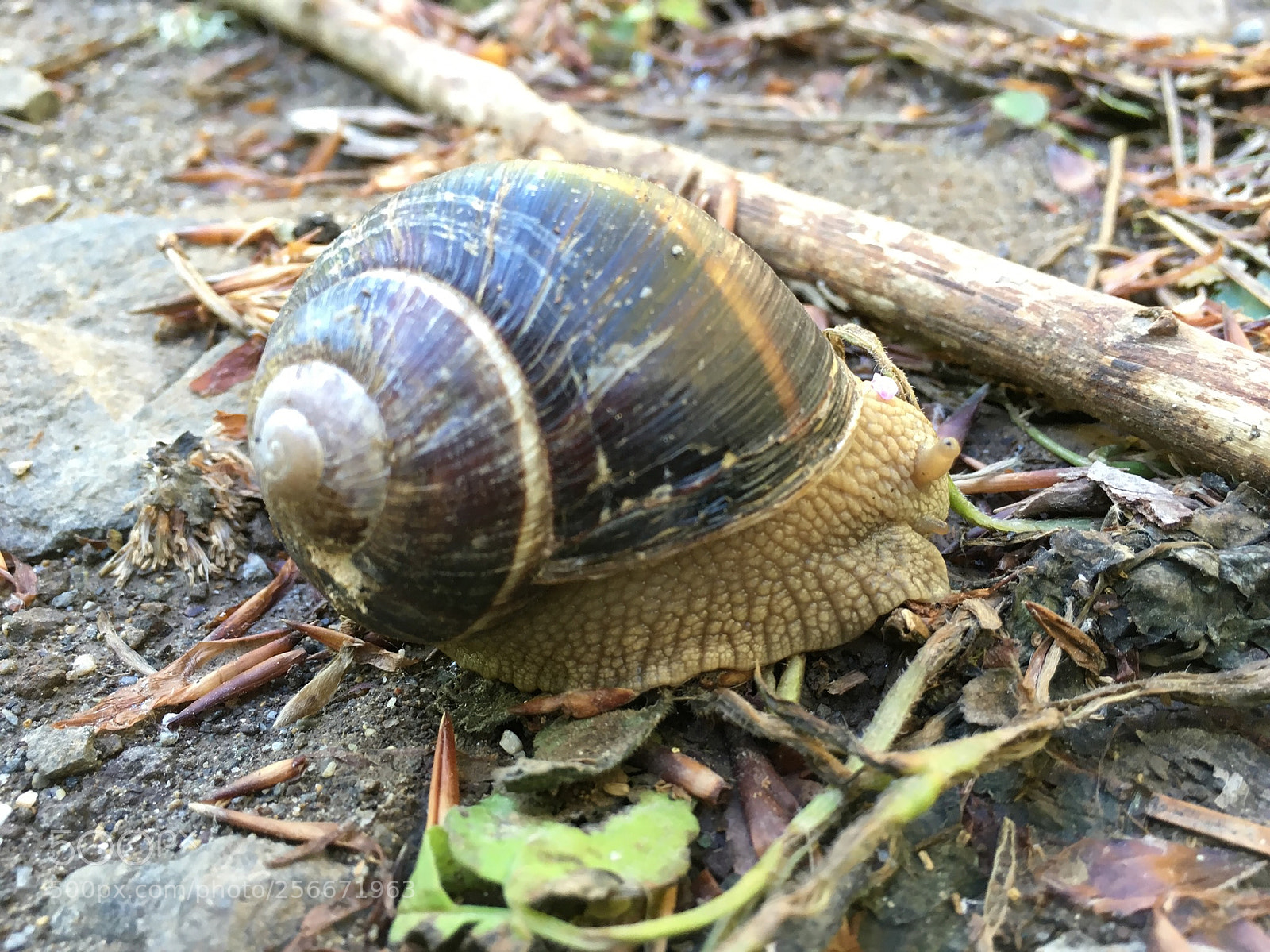 Apple iPhone 6s sample photo. Img photography