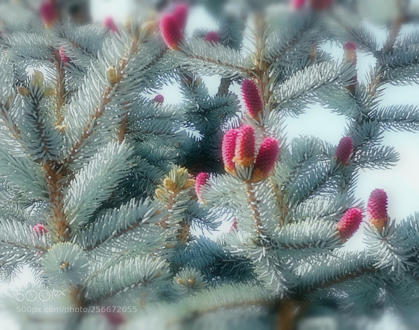 HUAWEI P9 sample photo. Blue pine photography