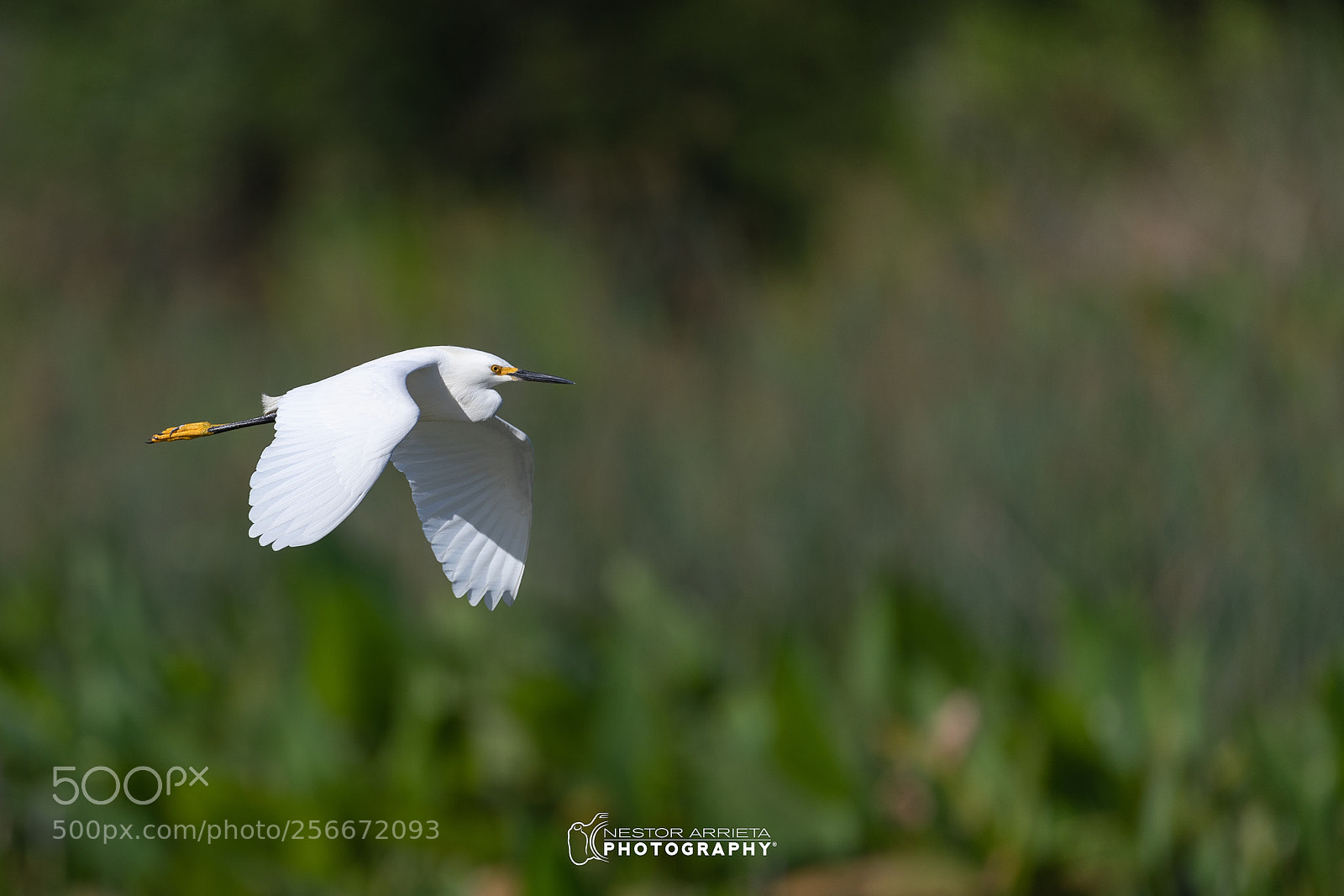 Canon EOS-1D X Mark II sample photo. Cattle egret photography