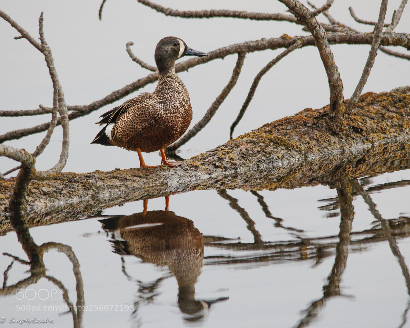 Canon EOS 7D Mark II sample photo. Blue winged teal photography