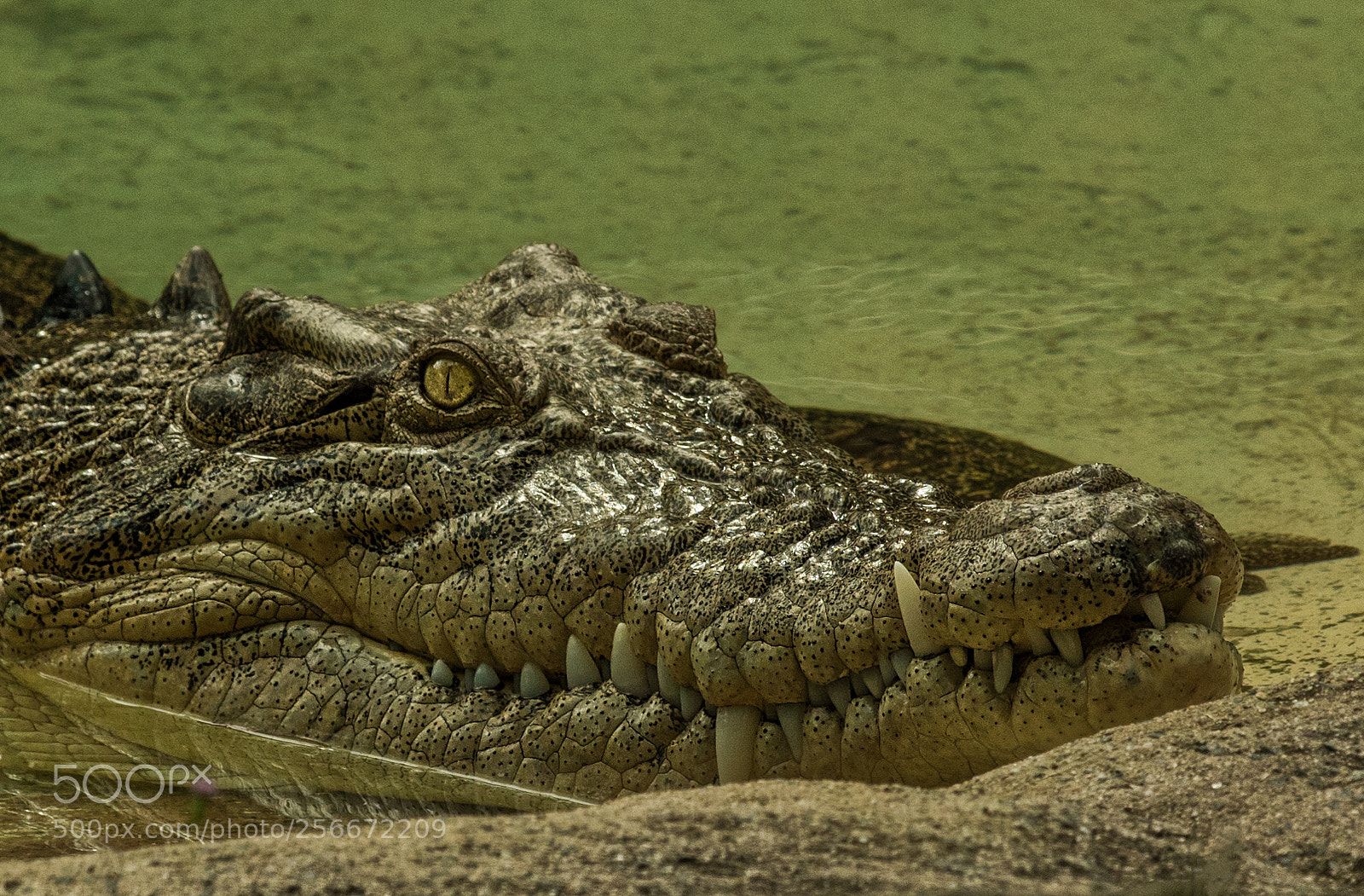 Canon EOS 7D Mark II sample photo. Crocodile photography