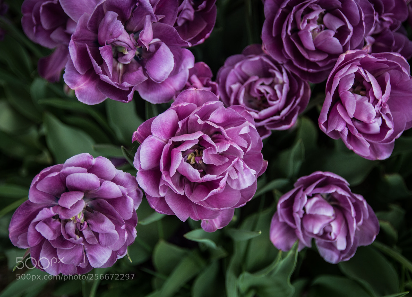 Canon EOS 70D sample photo. Purple photography