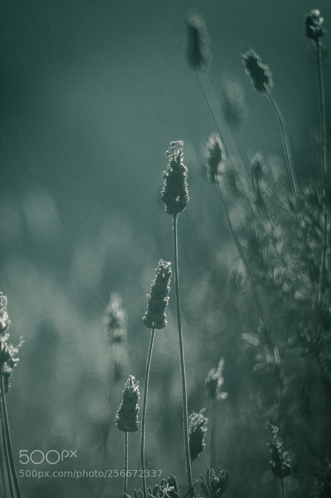 Canon EOS 50D sample photo. Dull conversations photography