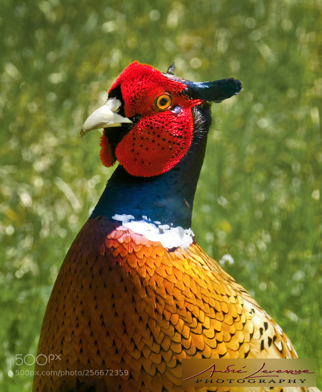 Fujifilm X-T10 sample photo. Ring-necked pheasant photography